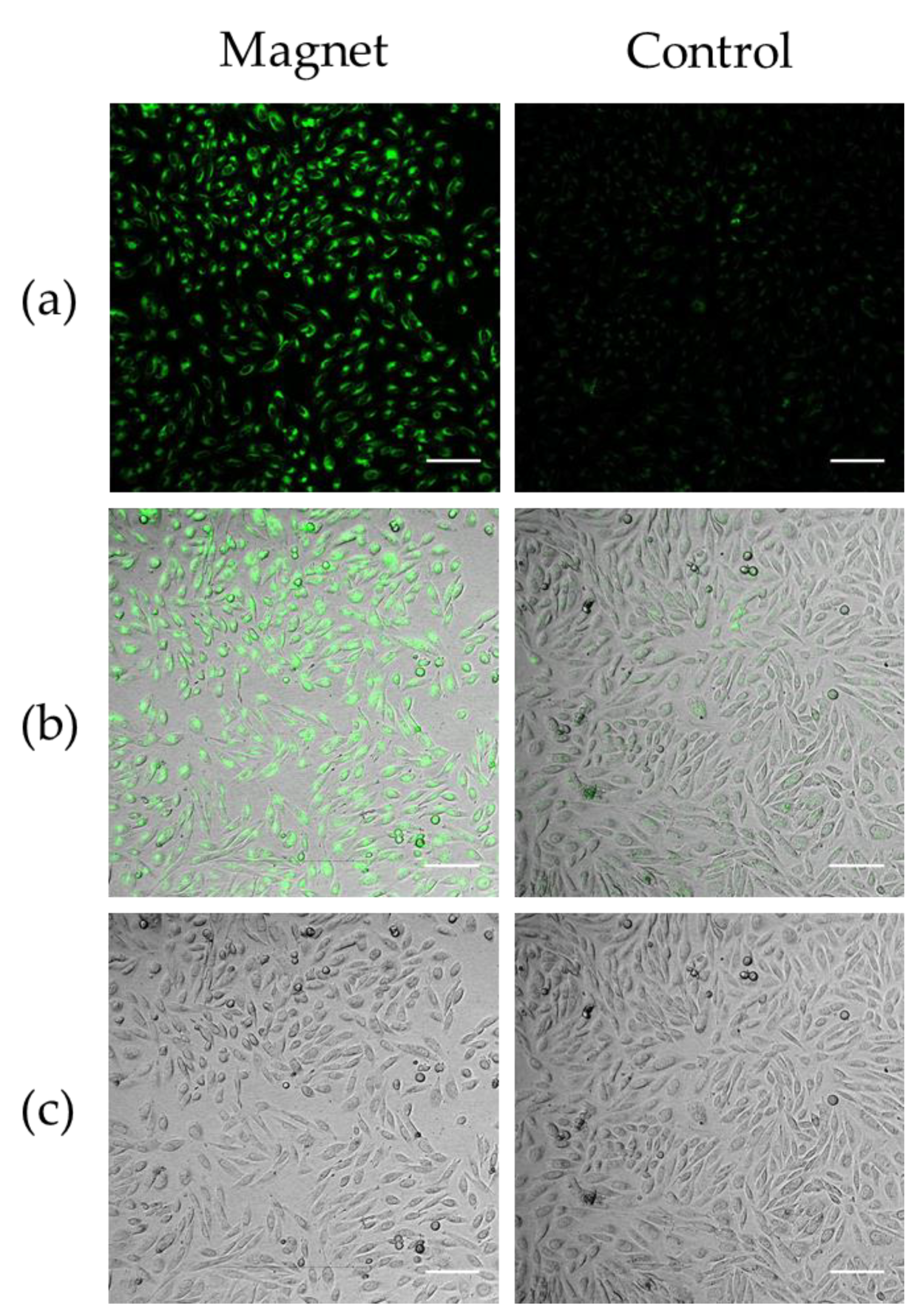 Molecules 25 02252 g002 Molecules 25 02252 g002