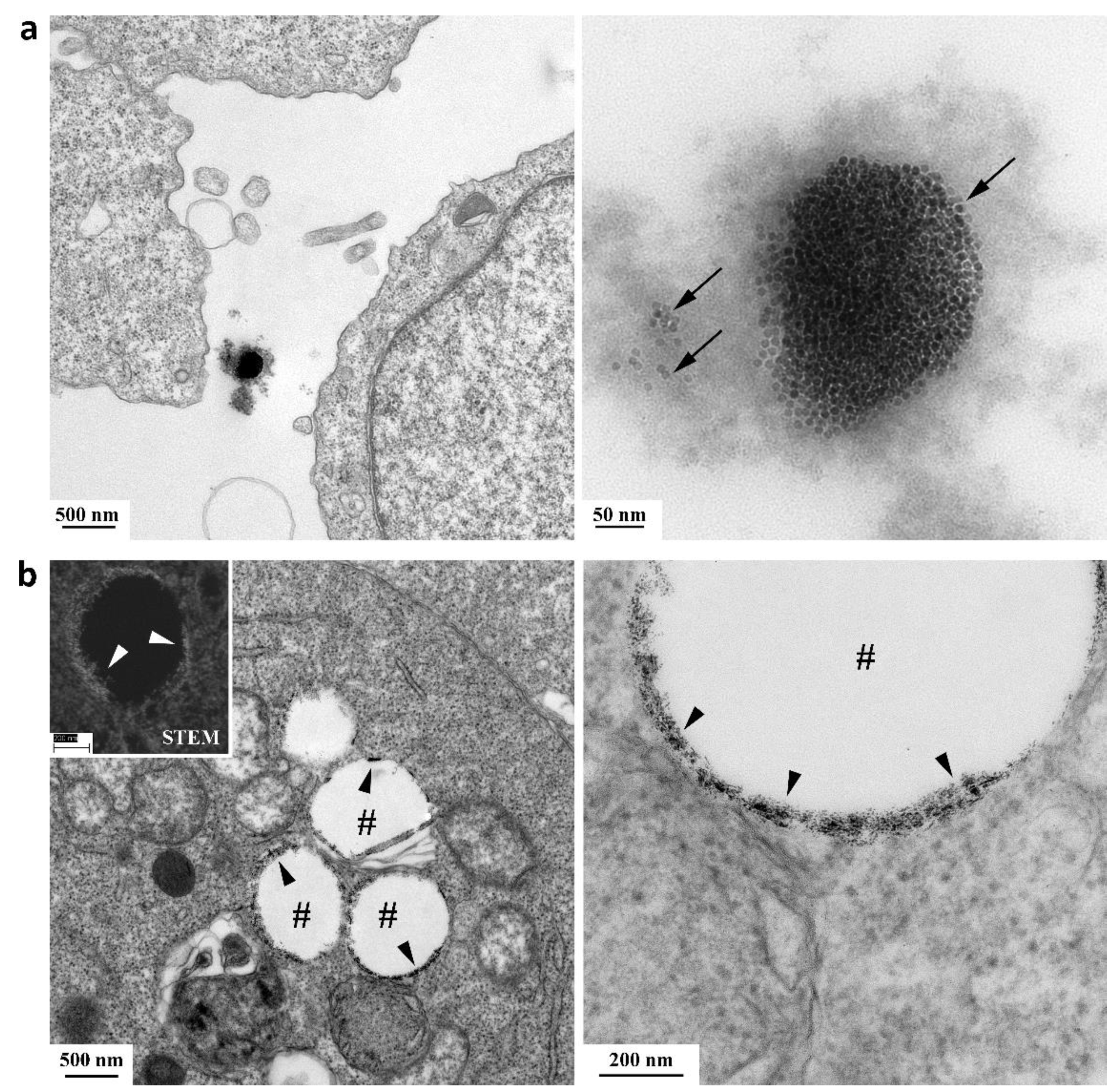 Molecules 25 02252 g004 Molecules 25 02252 g004