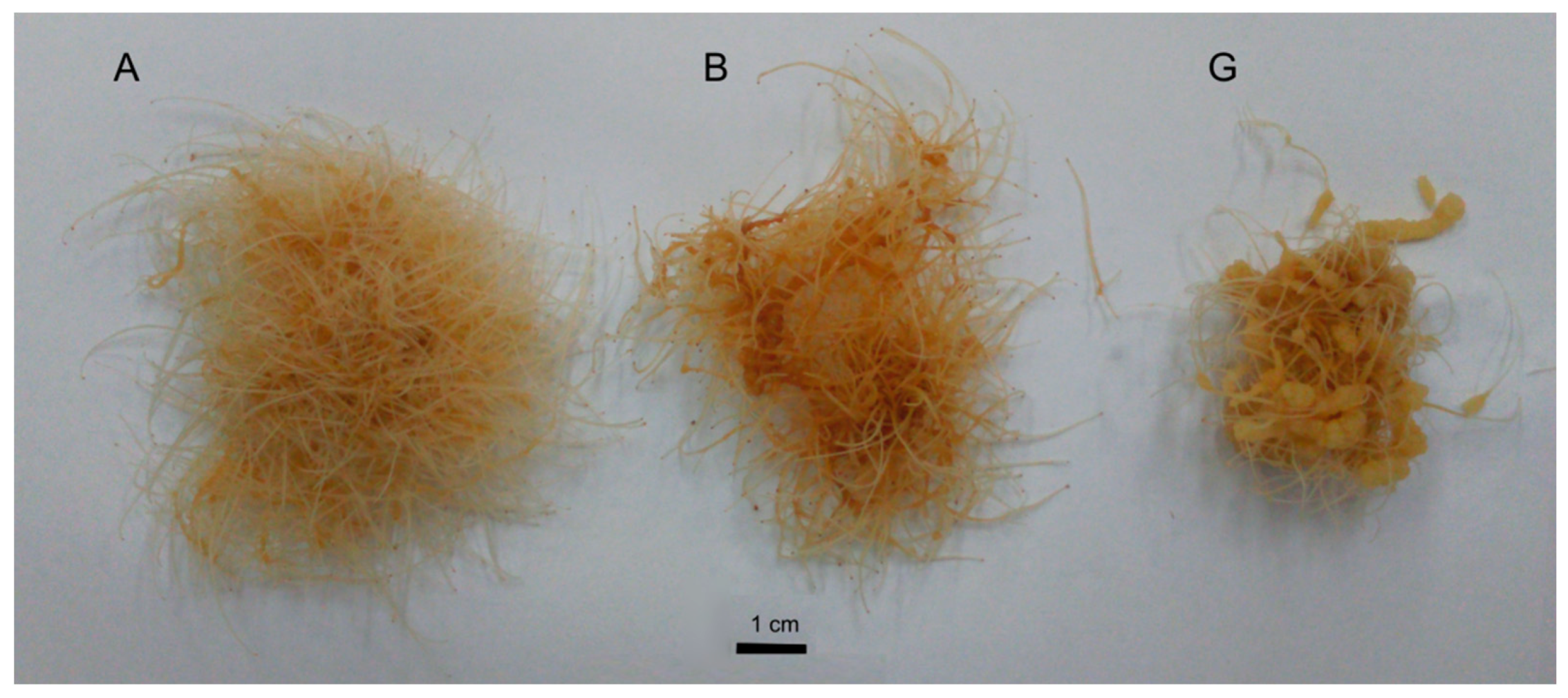 Molecules 25 02262 g001