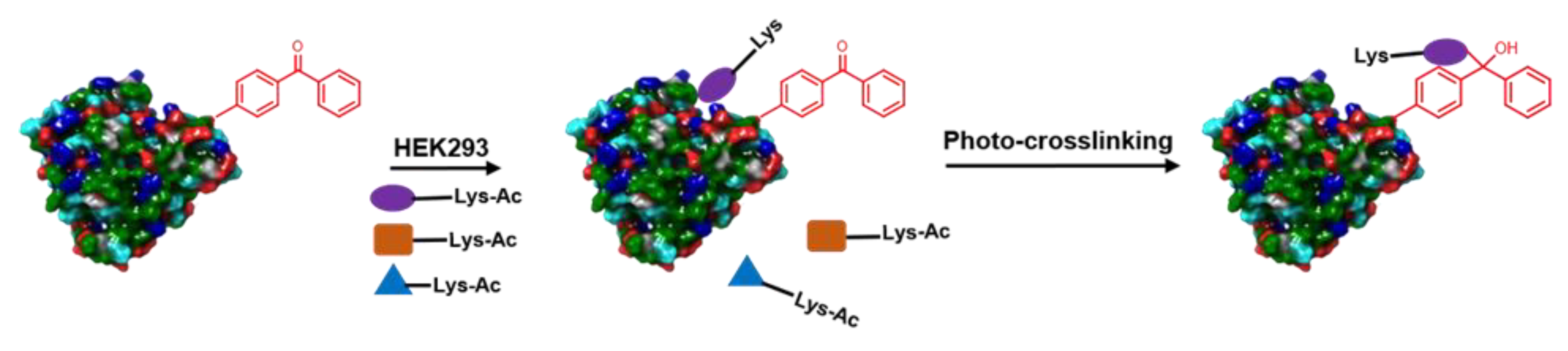Molecules 25 02285 g009