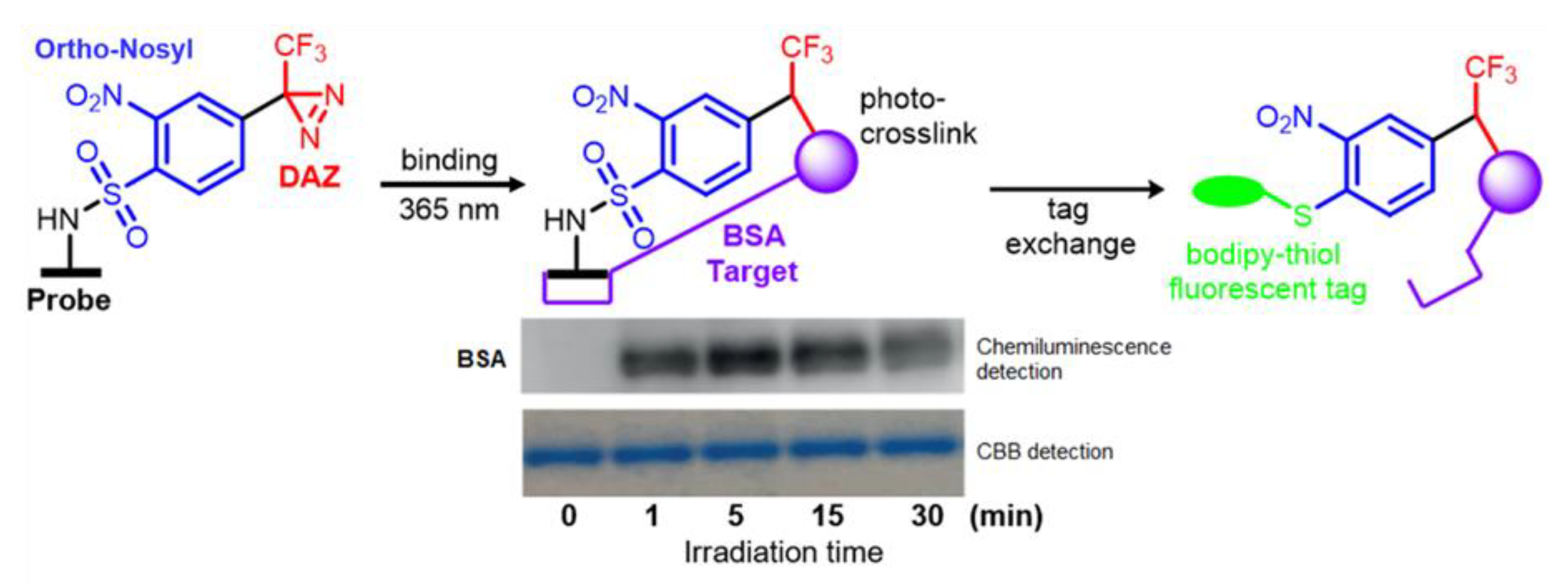 Molecules 25 02285 g011