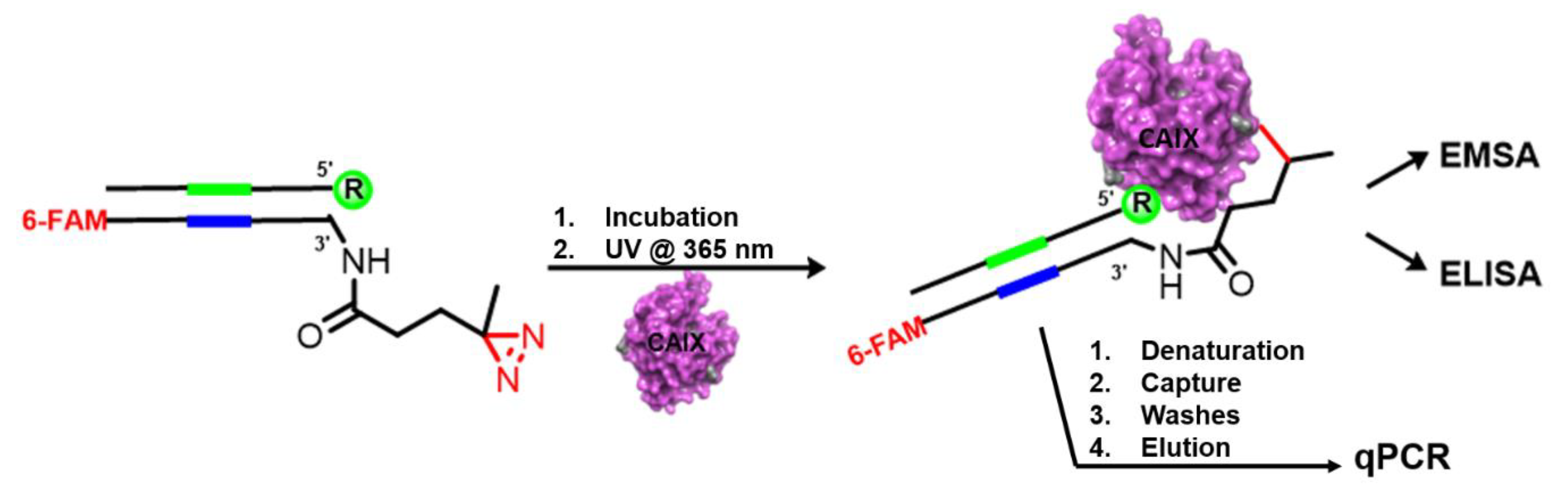 Molecules 25 02285 g013