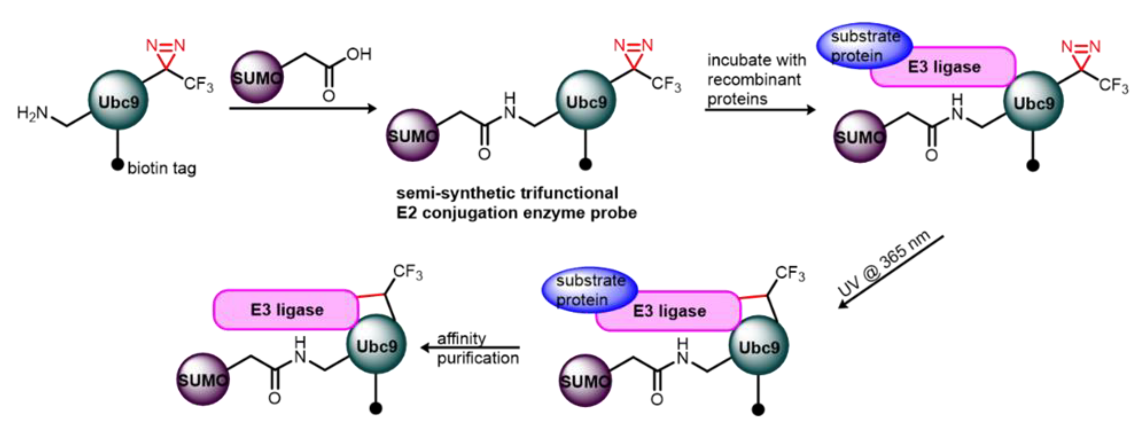 Molecules 25 02285 g015