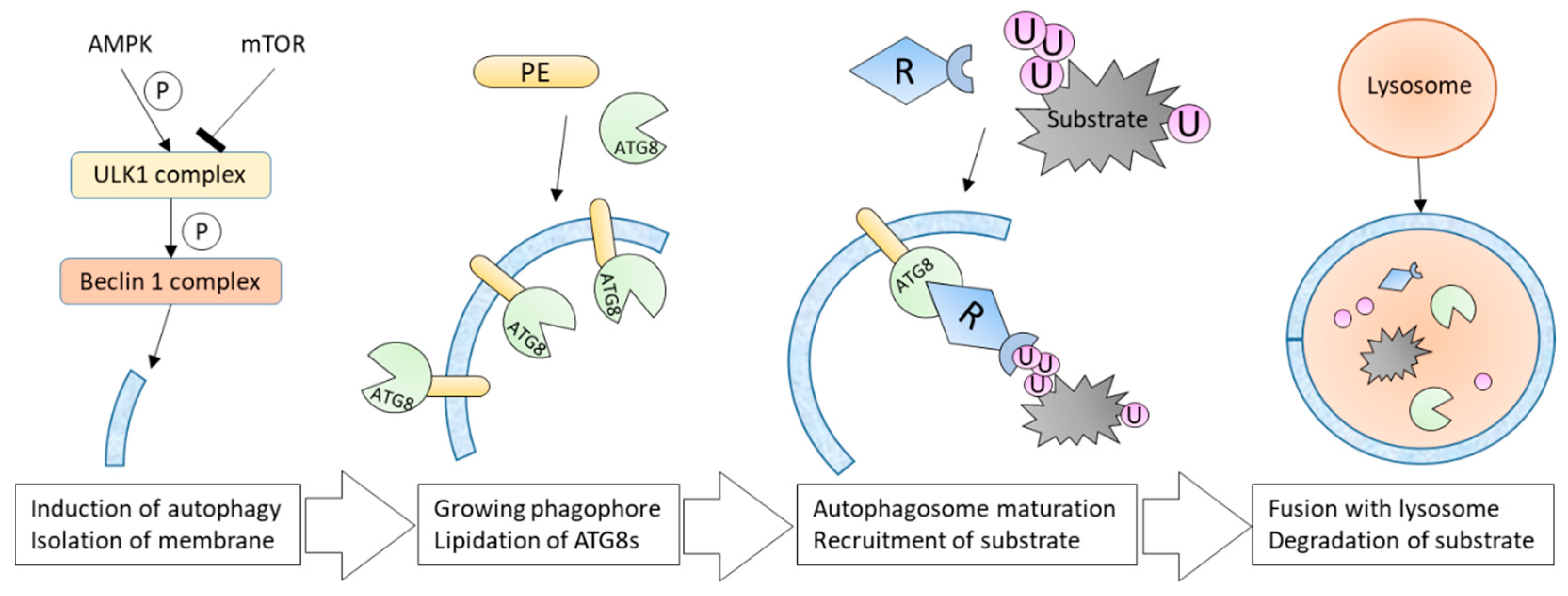 Molecules 25 02352 g002