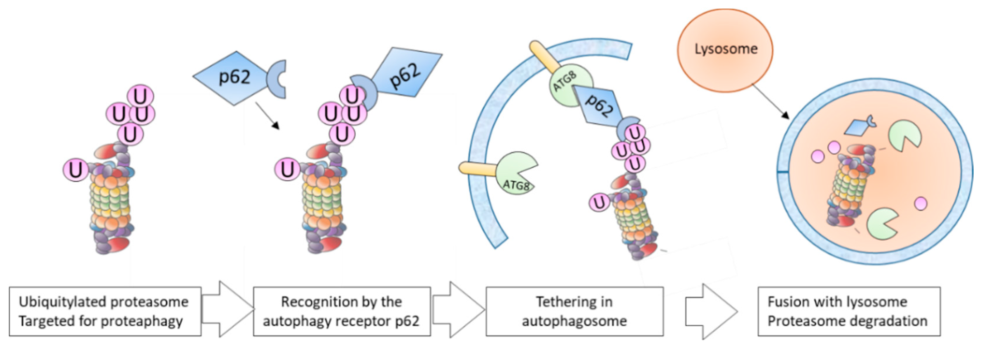 Molecules 25 02352 g003