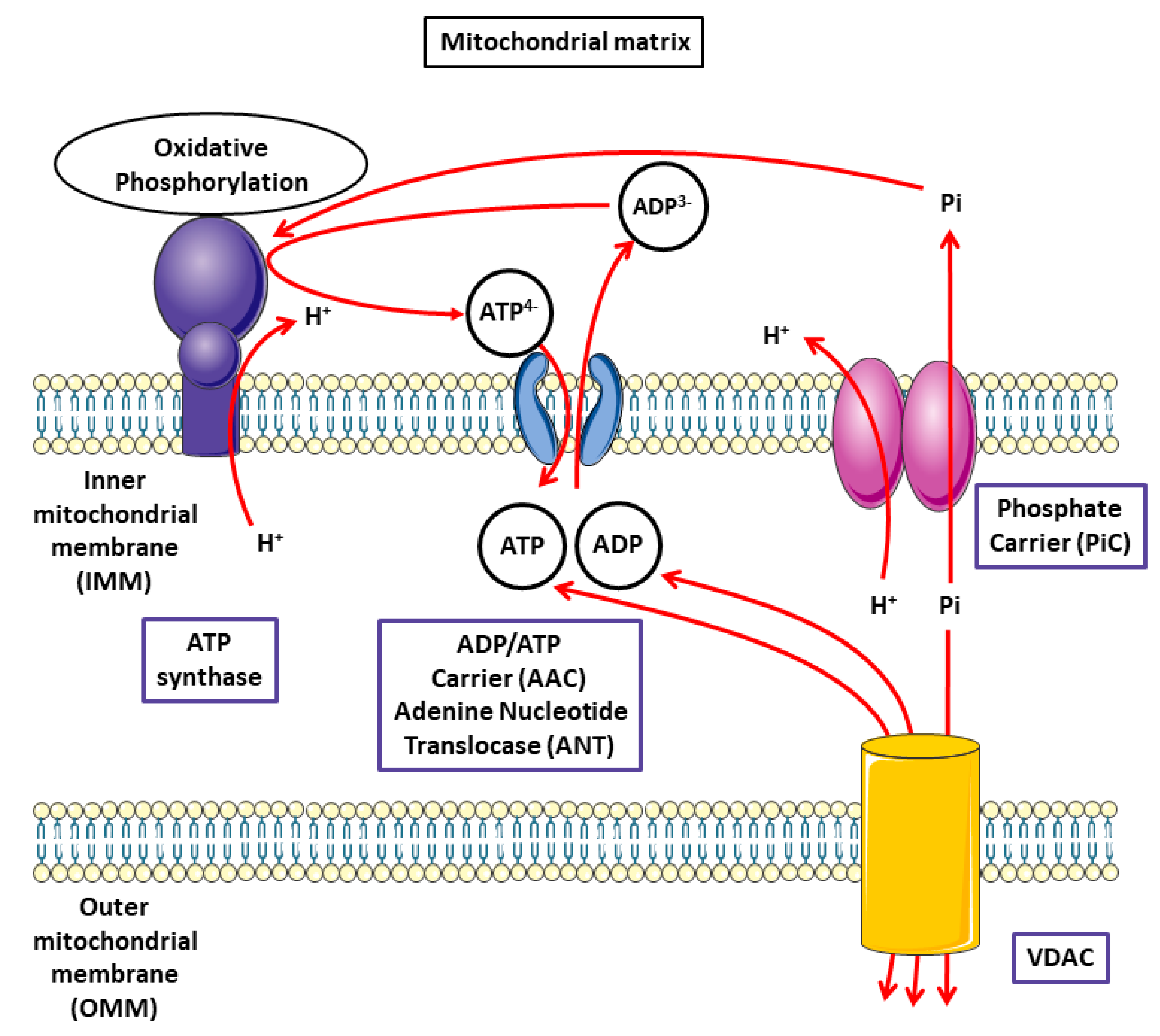 Molecules 25 02417 g002