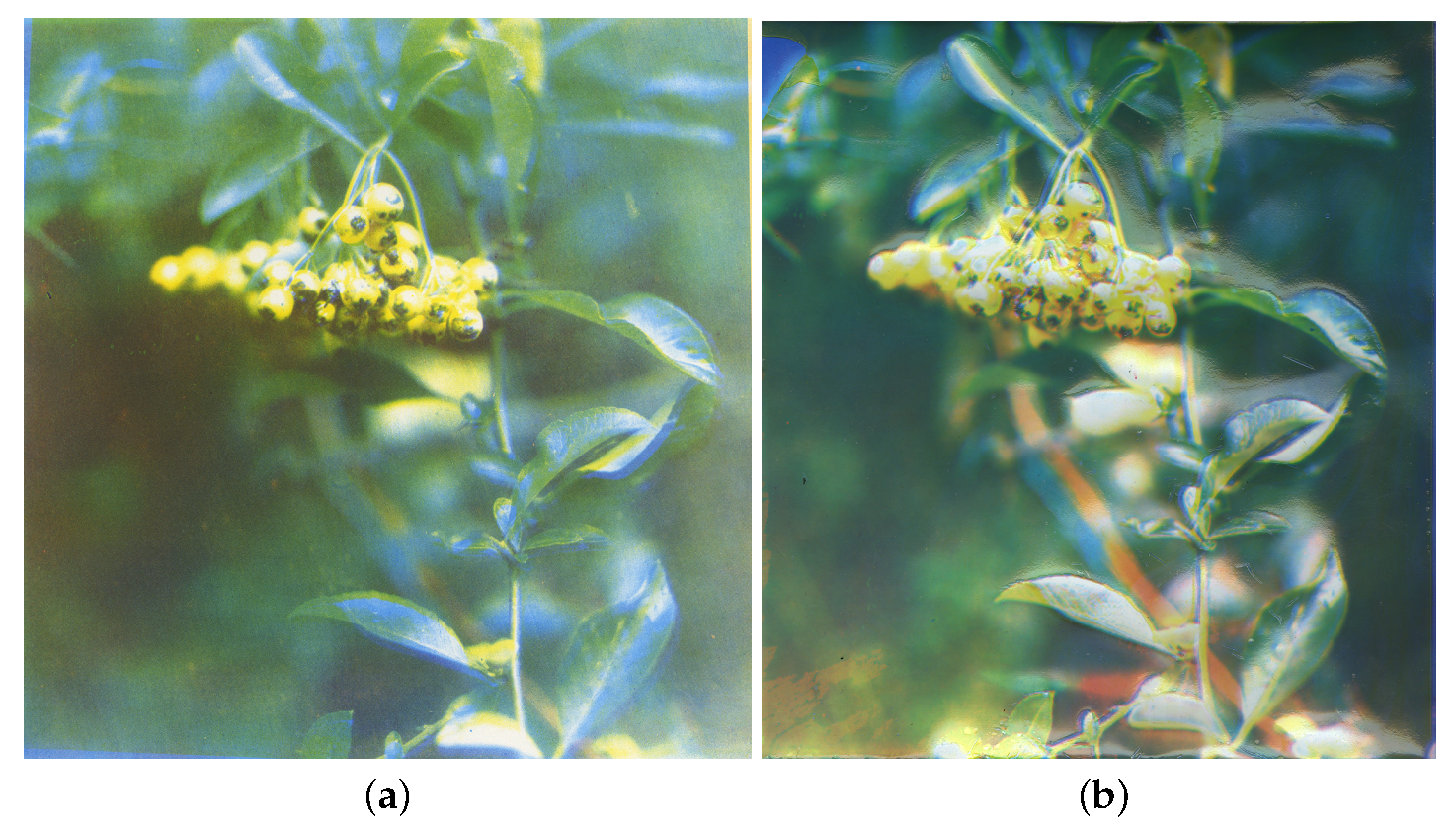 Molecules 25 02468 g004