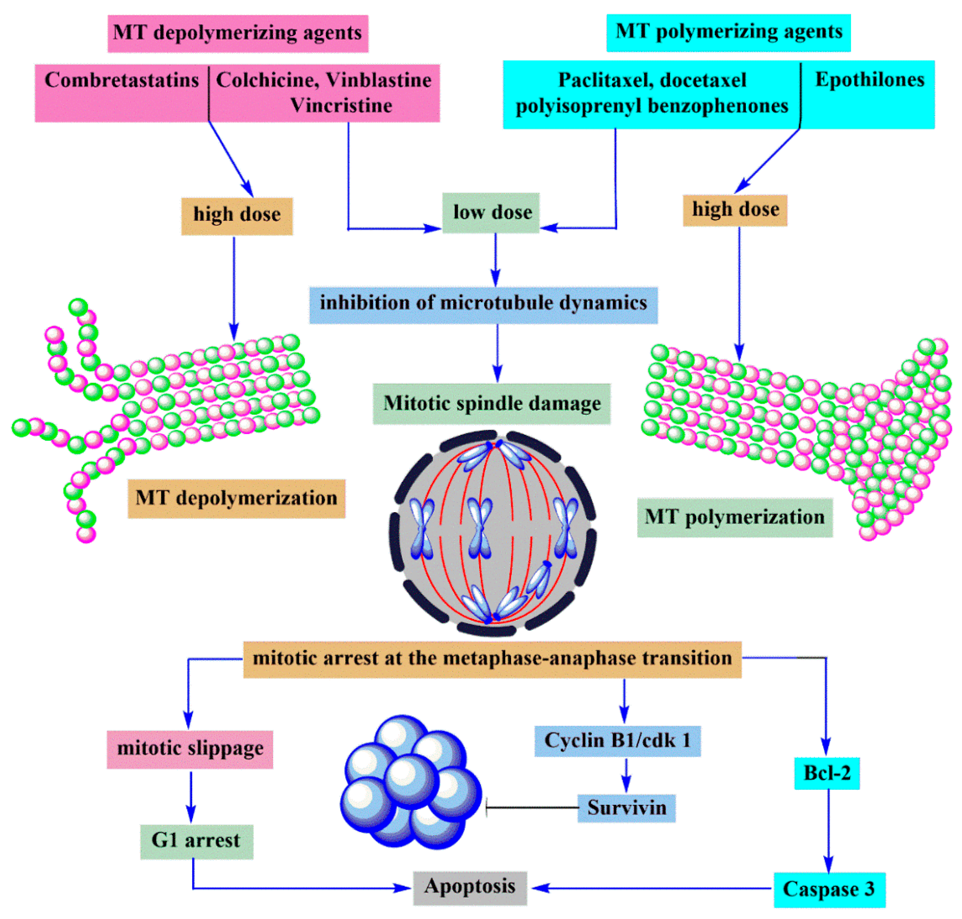 Molecules 25 02560 g009