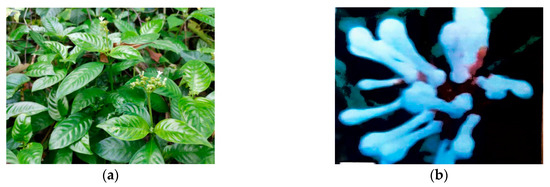 Molecules 25 02611 g002a Molecules 25 02611 g002a