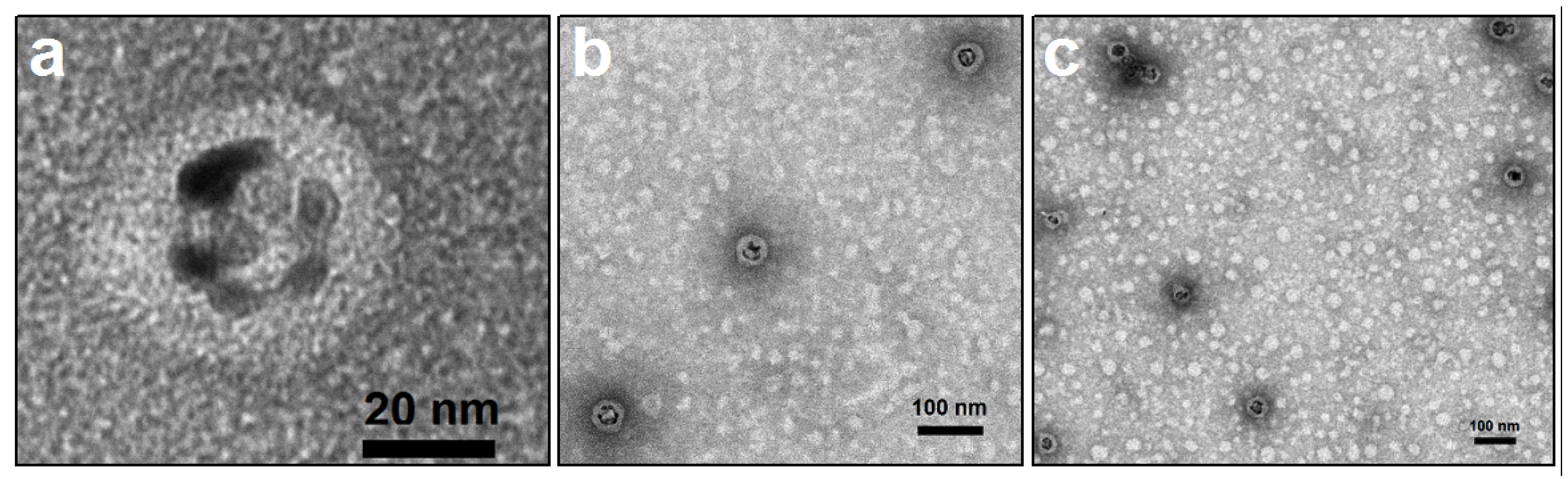 Molecules 25 02628 g006
