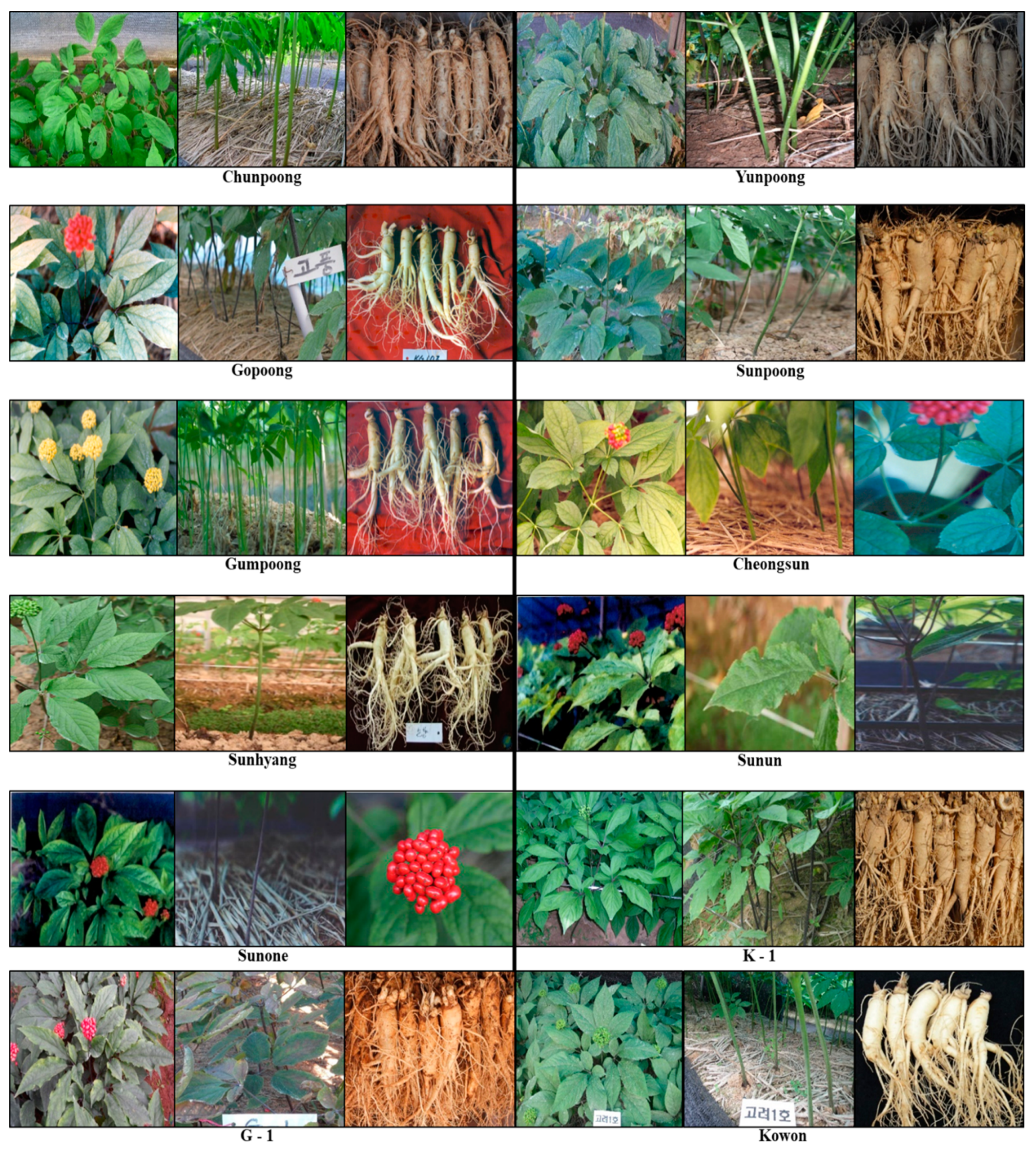 Molecules 25 02635 g002