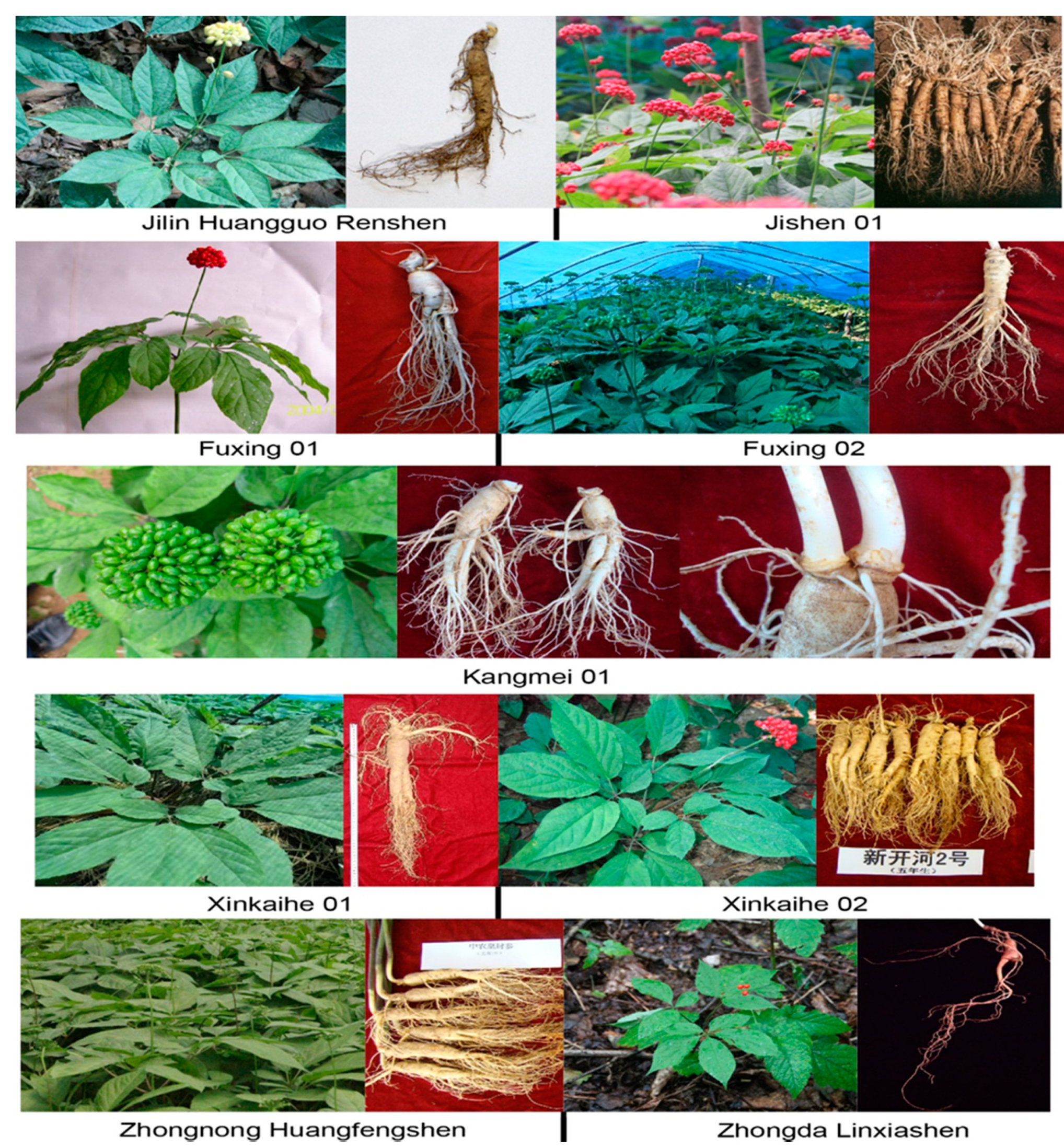 Molecules 25 02635 g003