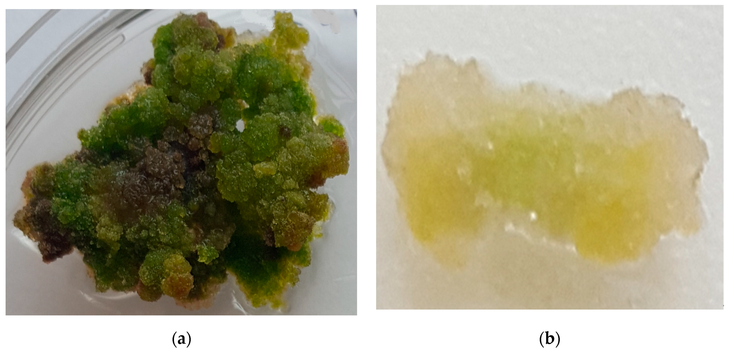 Molecules 25 02759 g001