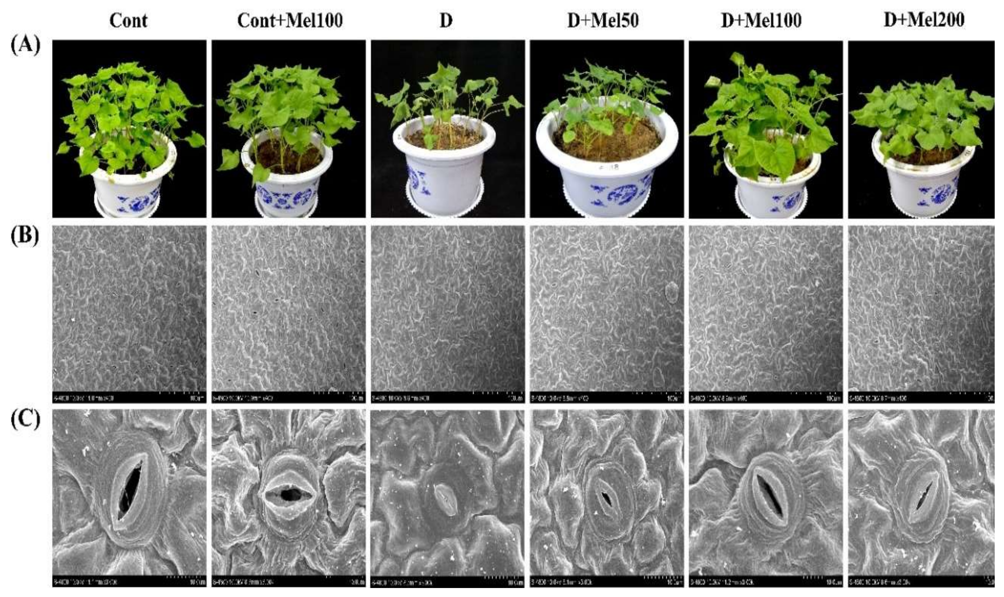 Molecules 25 02828 g001