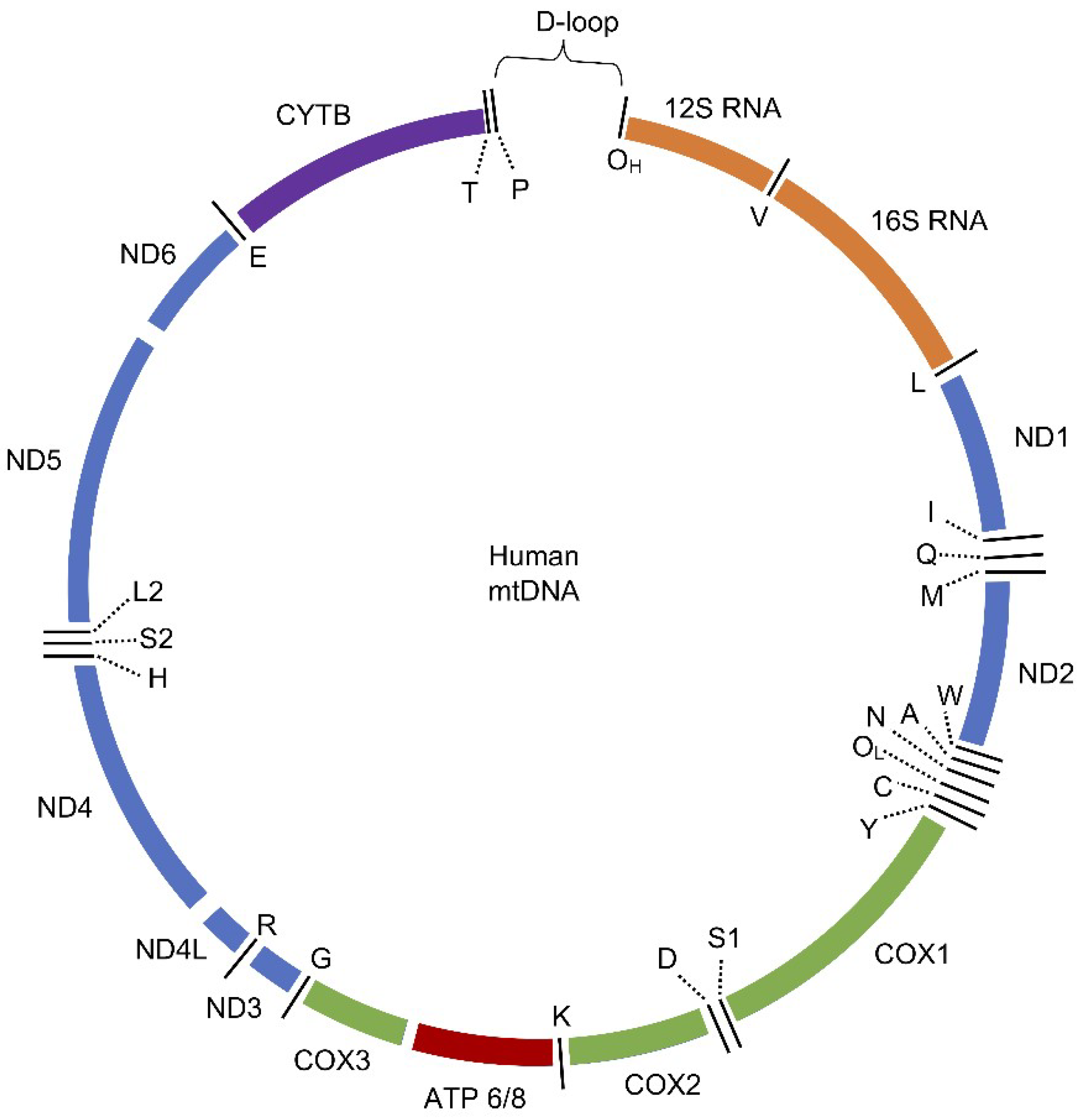 Molecules 25 02857 g001