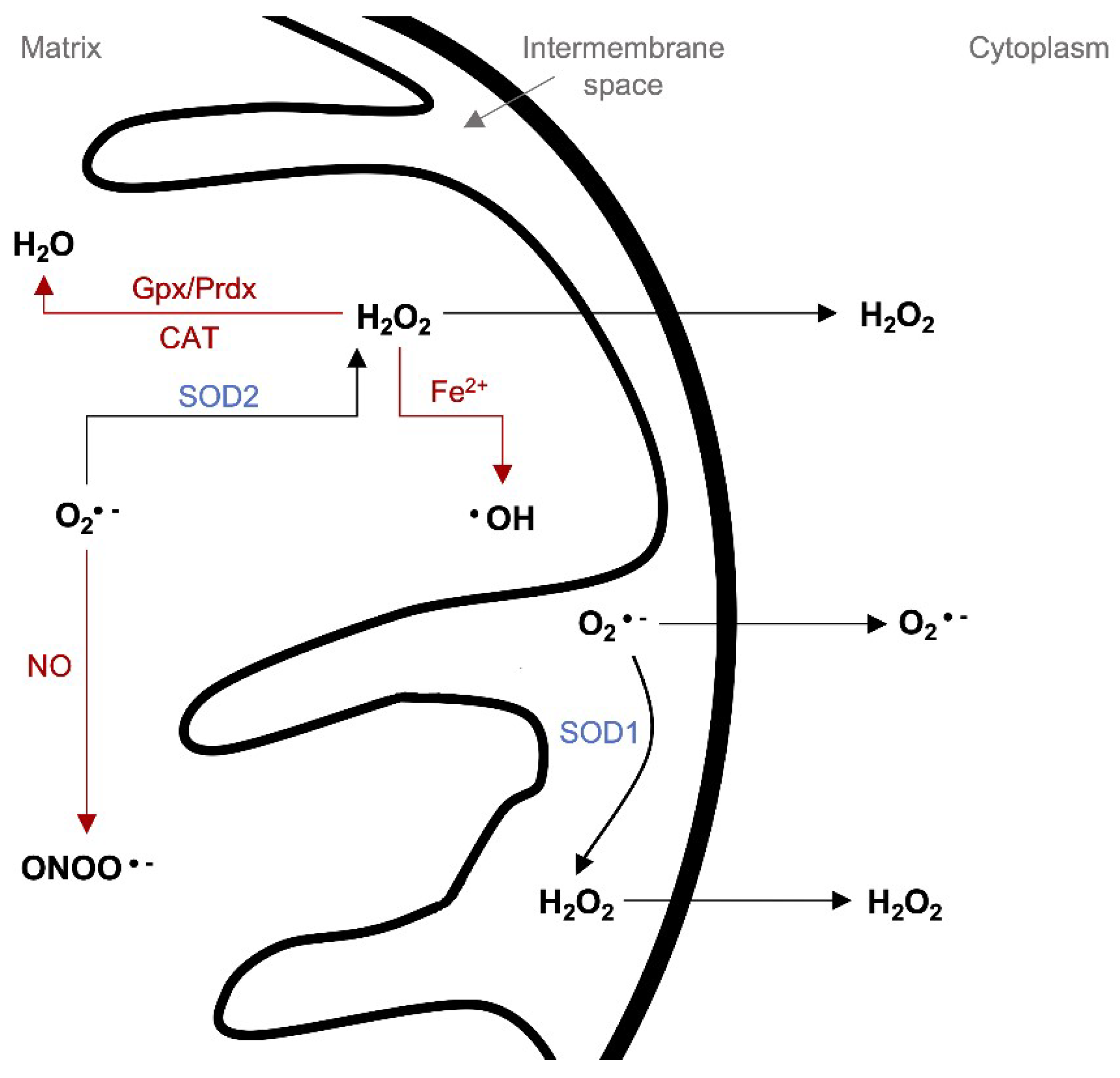 Molecules 25 02857 g002
