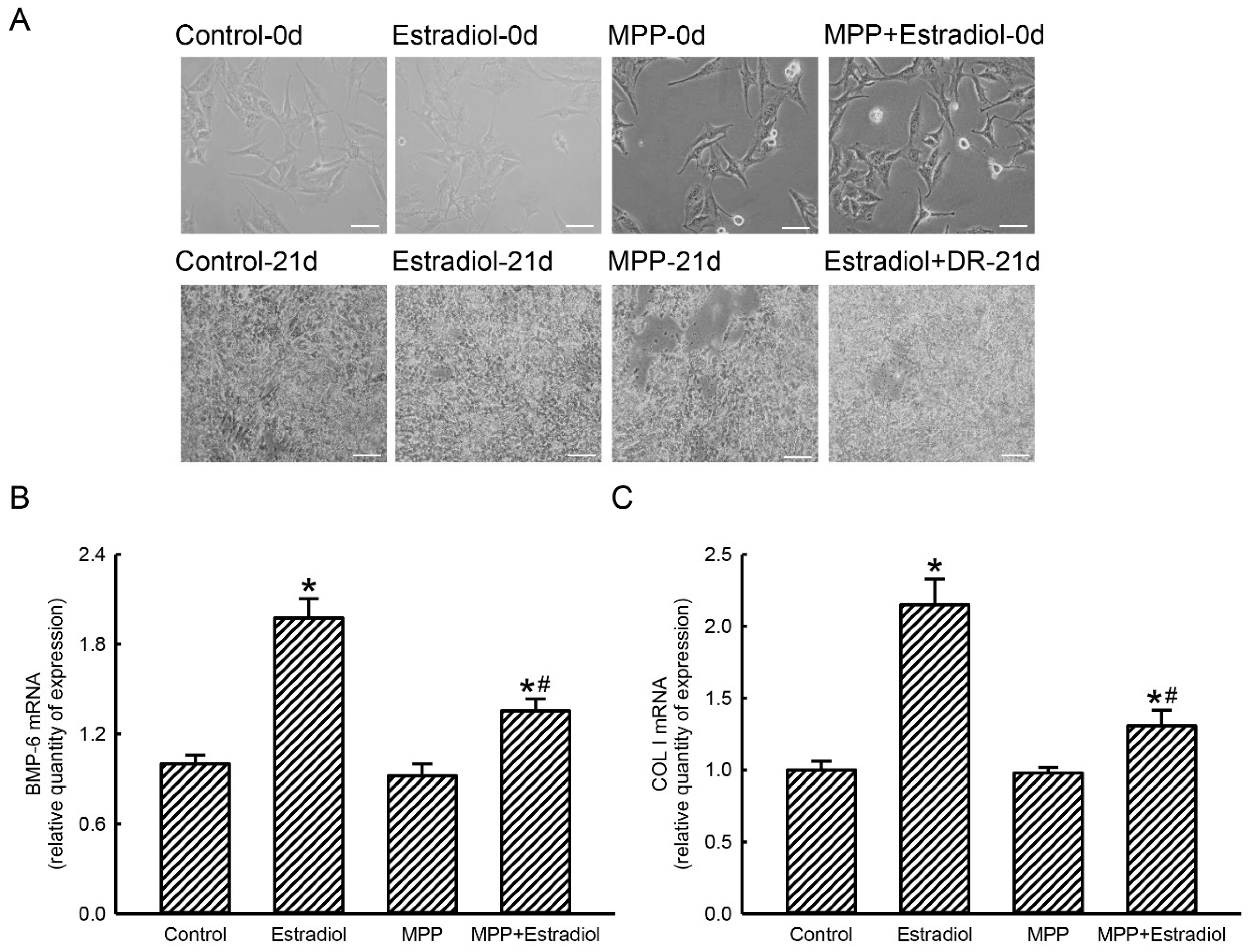 Molecules 25 02876 g005