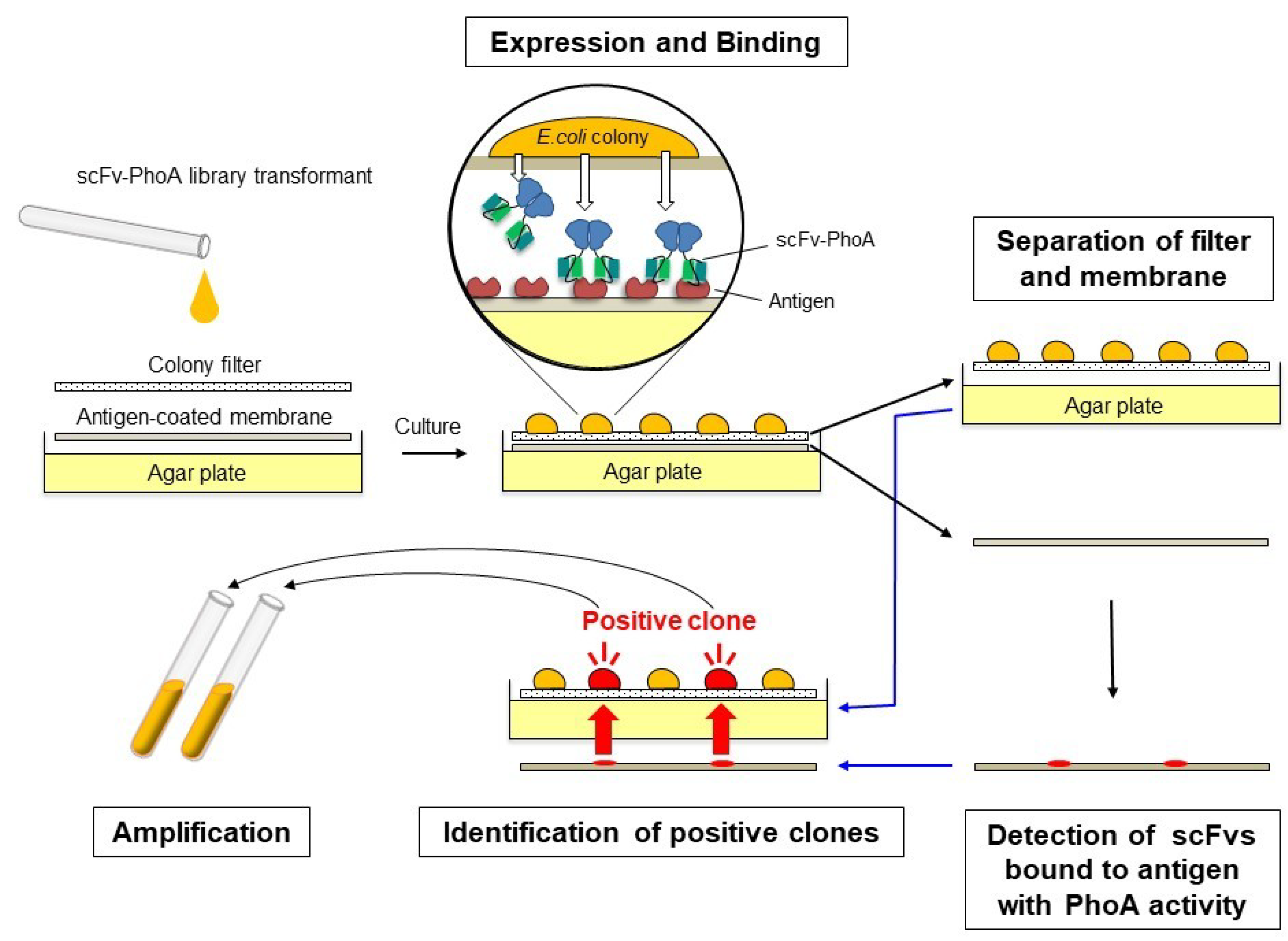 Molecules 25 02905 g001