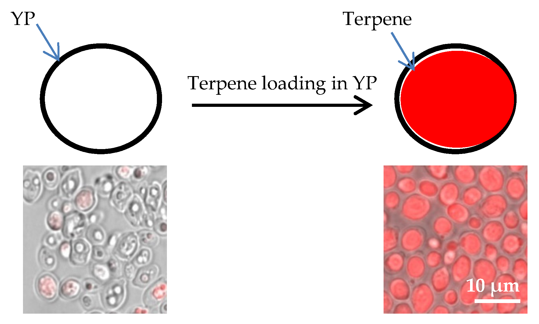 Molecules 25 02958 g001