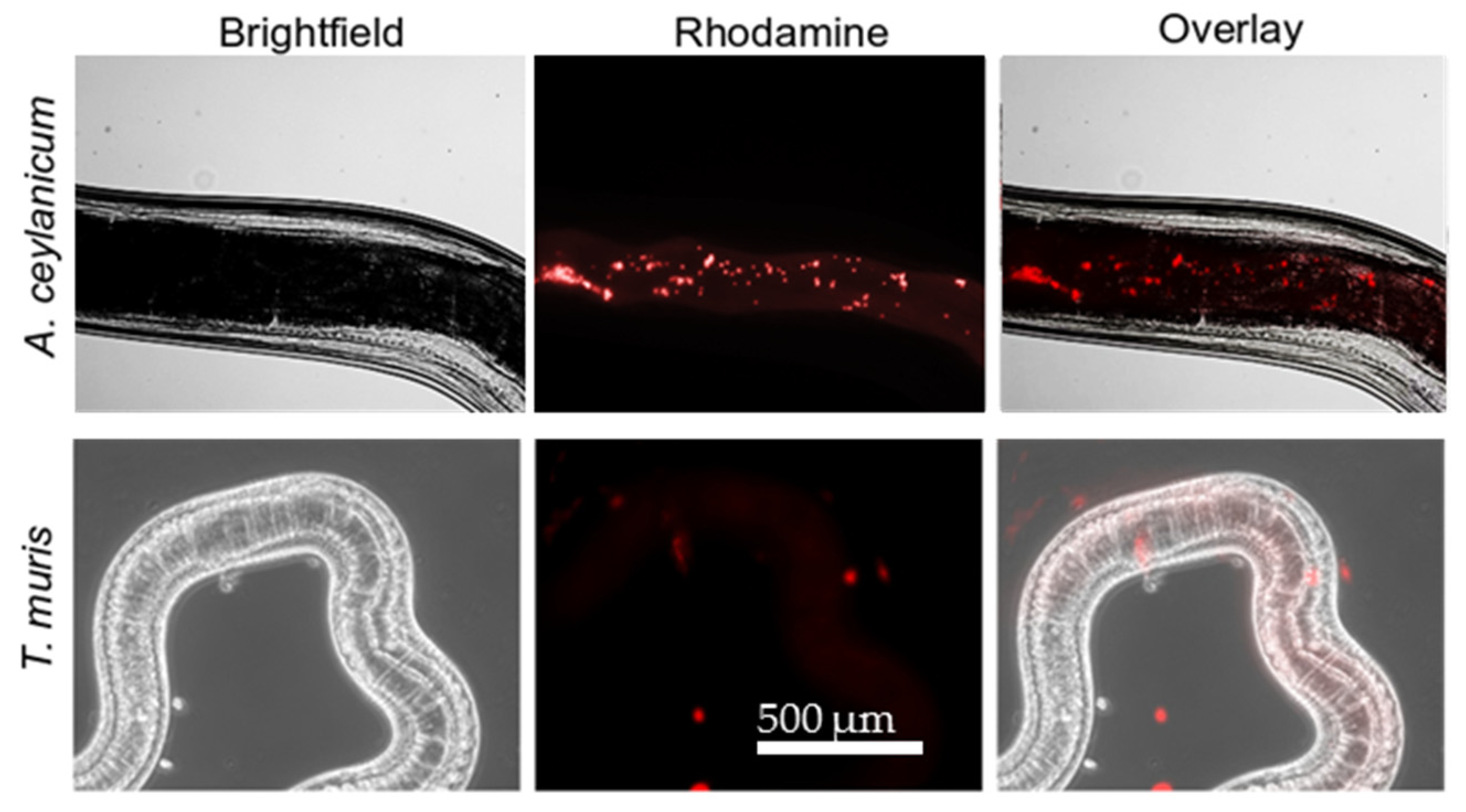Molecules 25 02958 g007