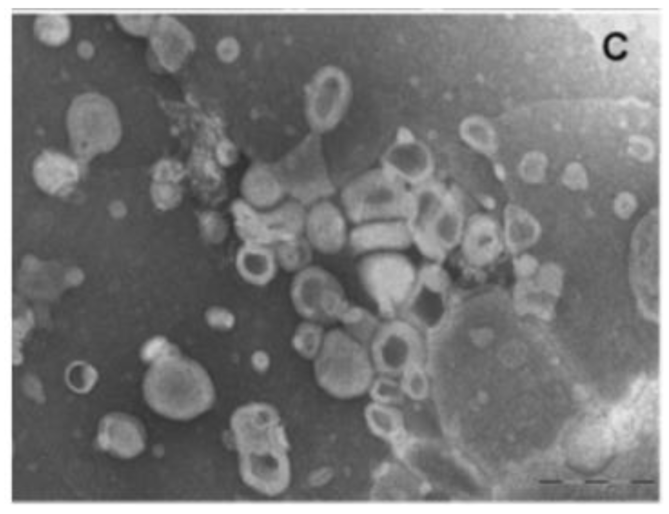 Molecules 25 02959 g003 Molecules 25 02959 g003
