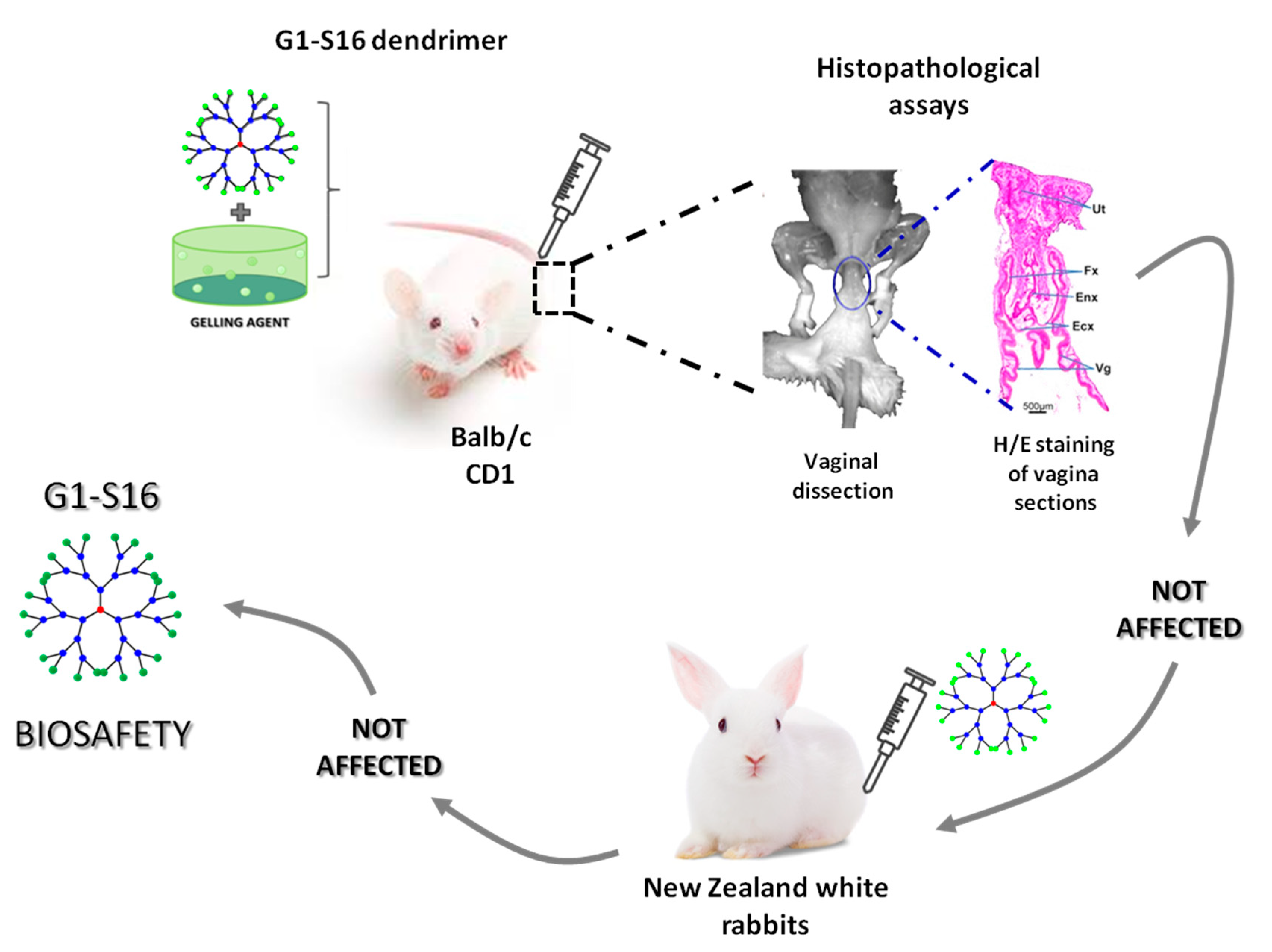 Molecules 25 02965 g004