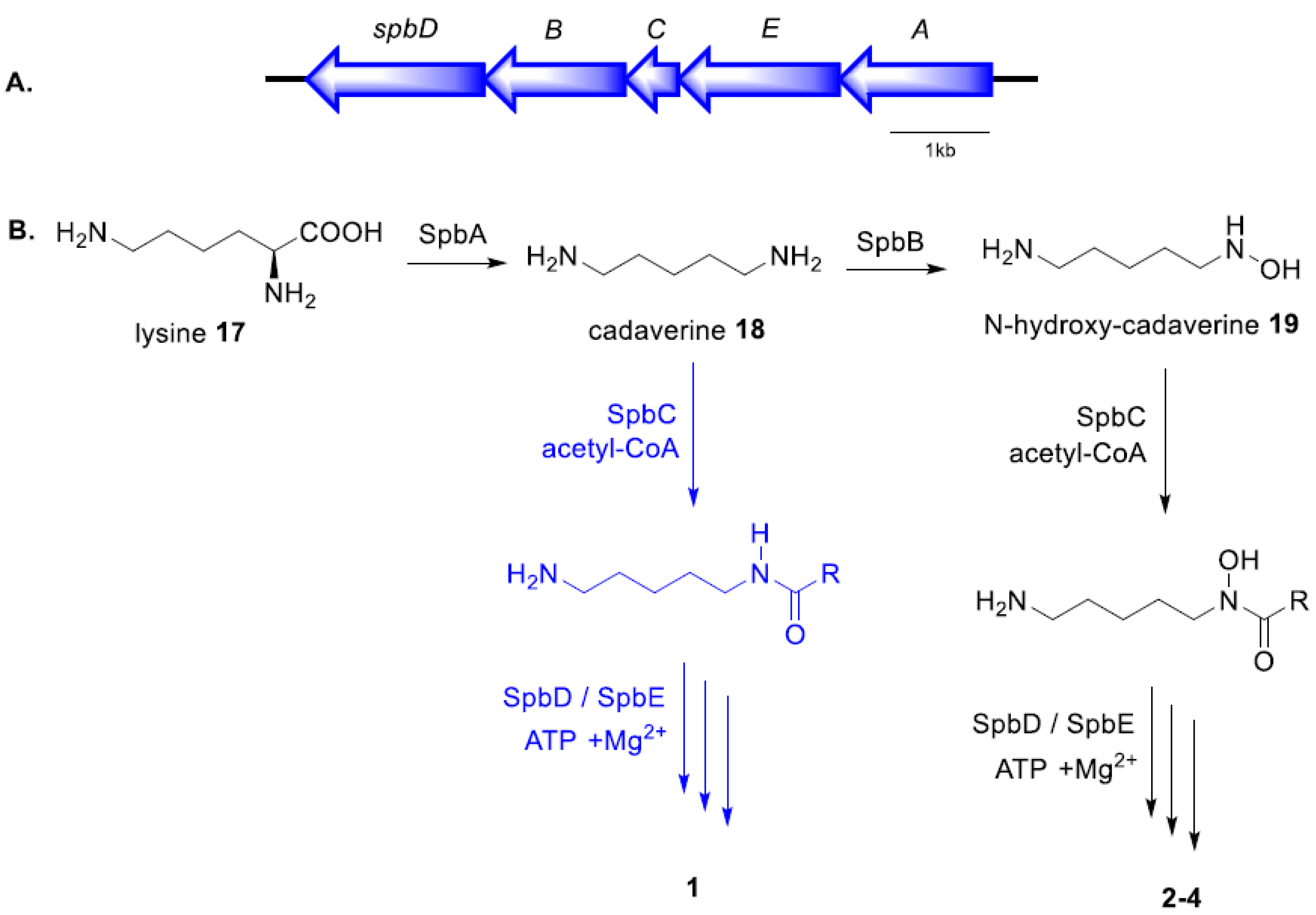 Molecules 25 02979 g003