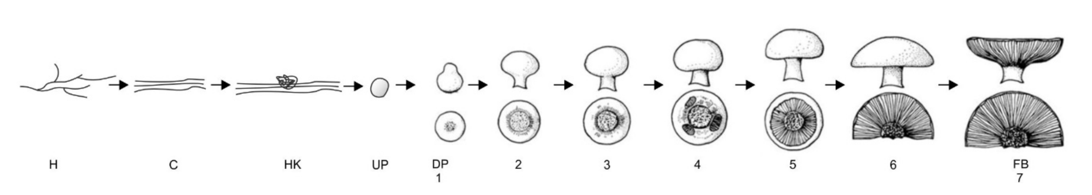 Molecules 25 02984 g001