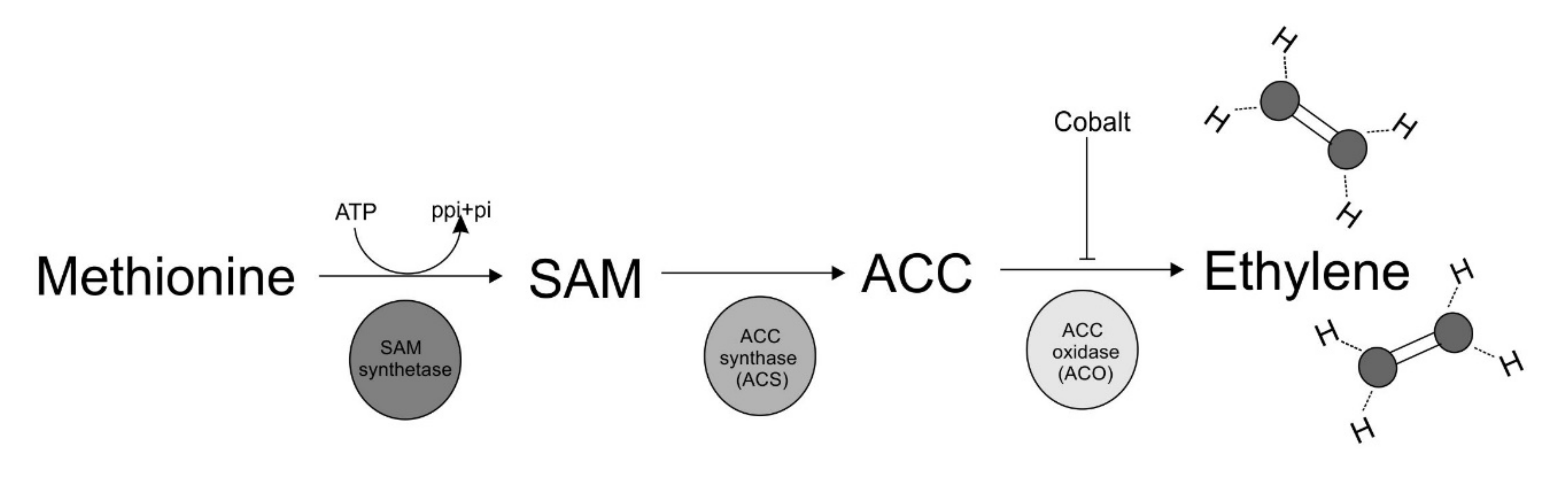 Molecules 25 02984 g002
