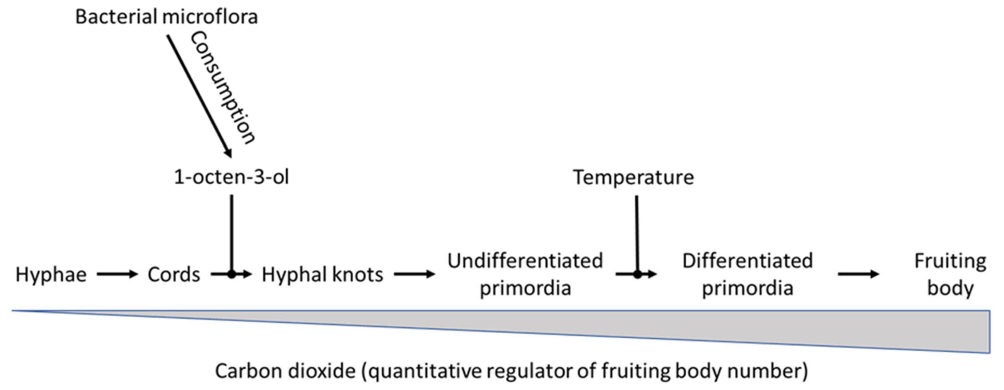Molecules 25 02984 g003