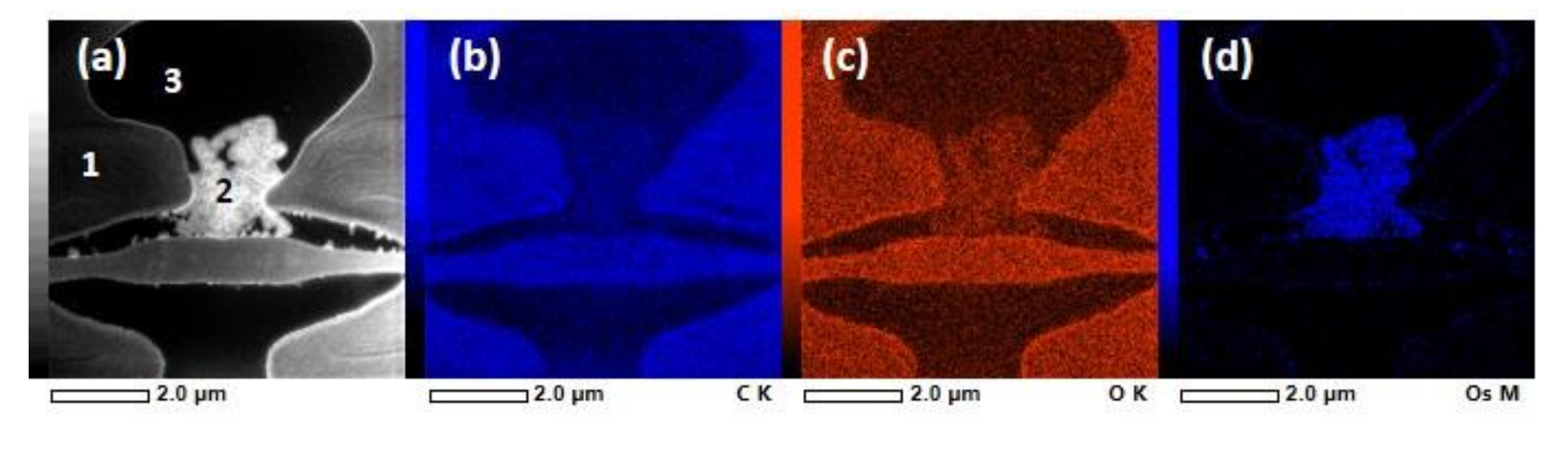 Molecules 25 02997 g007 Molecules 25 02997 g007