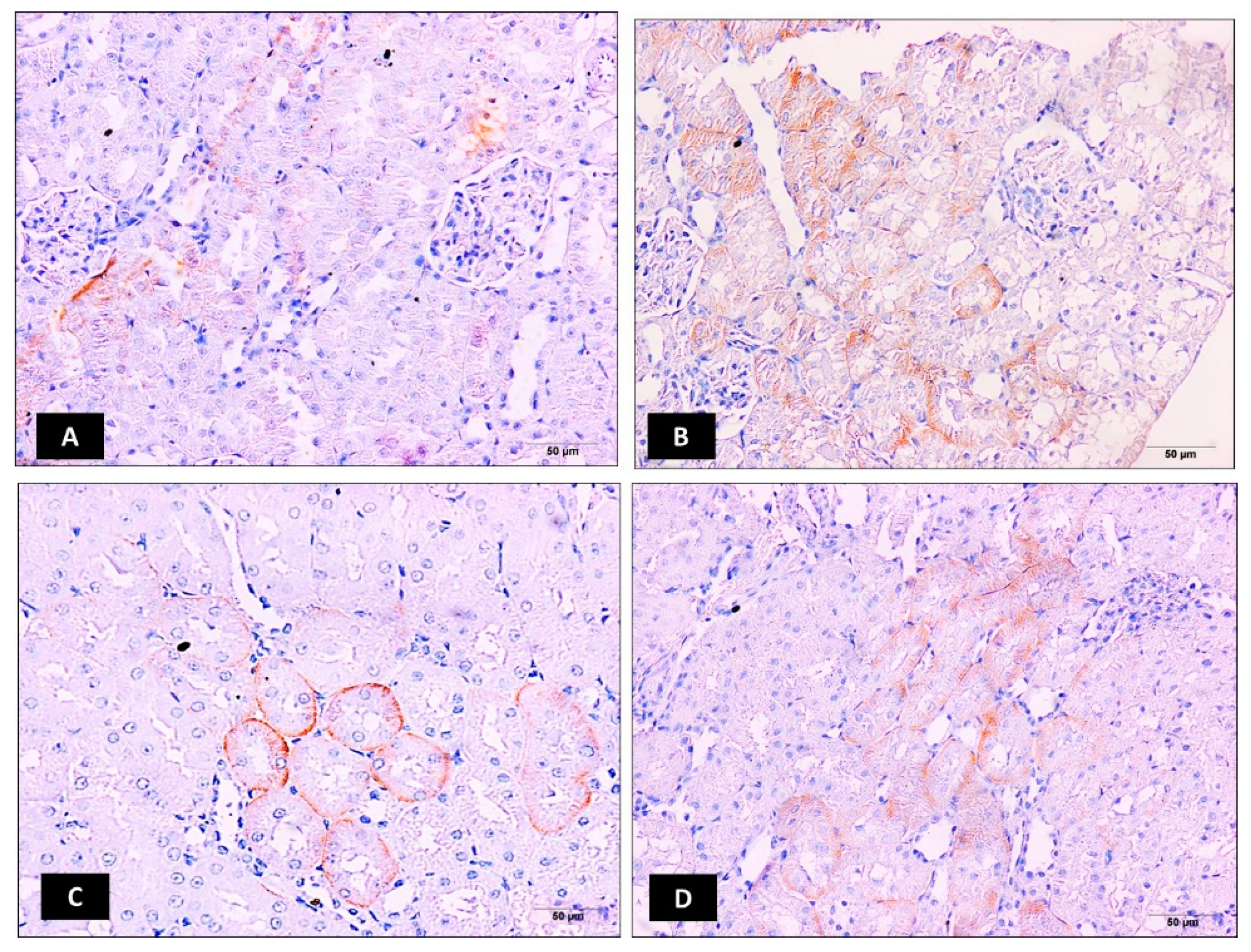 Molecules 25 03031 g003a