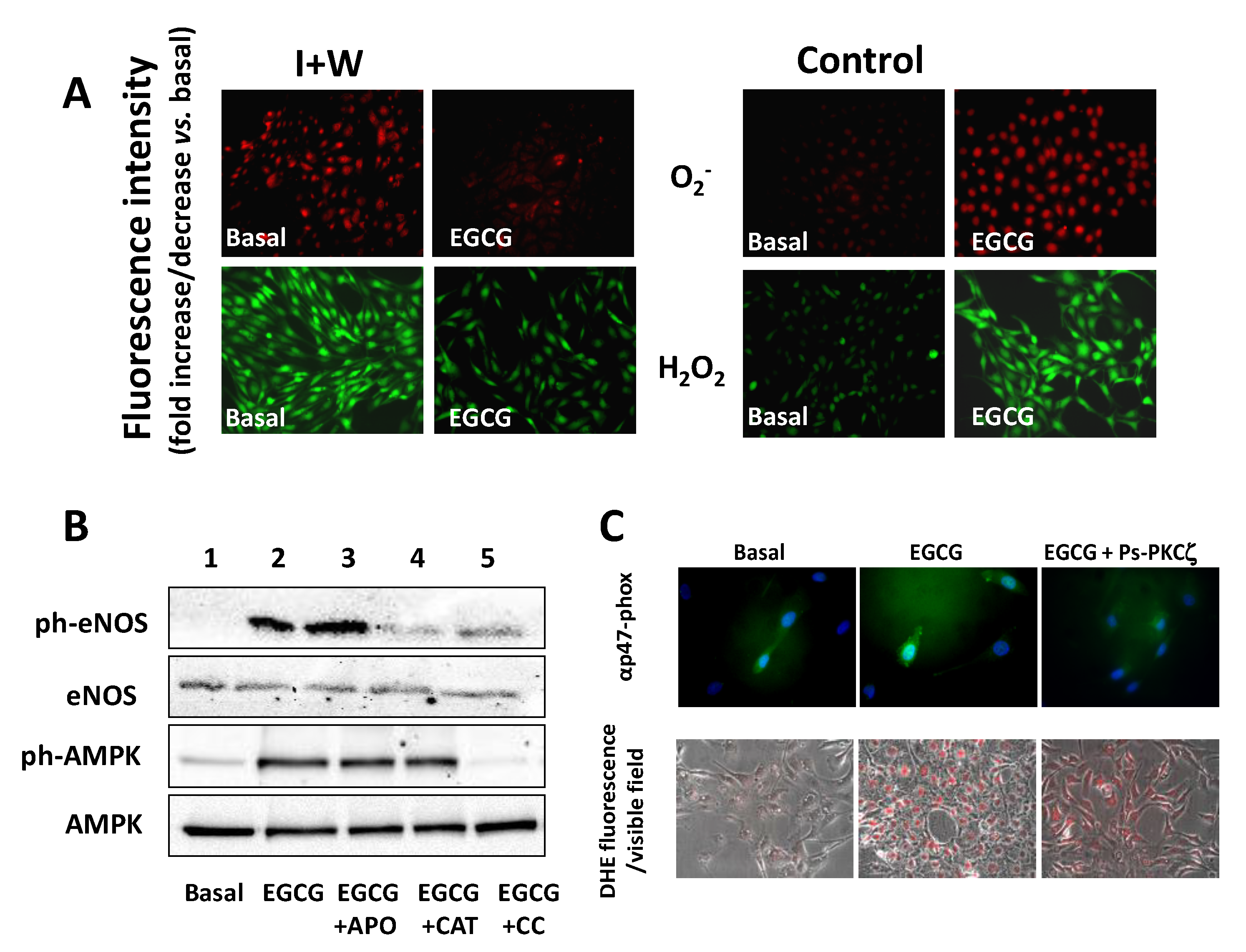 Molecules 25 03061 g002