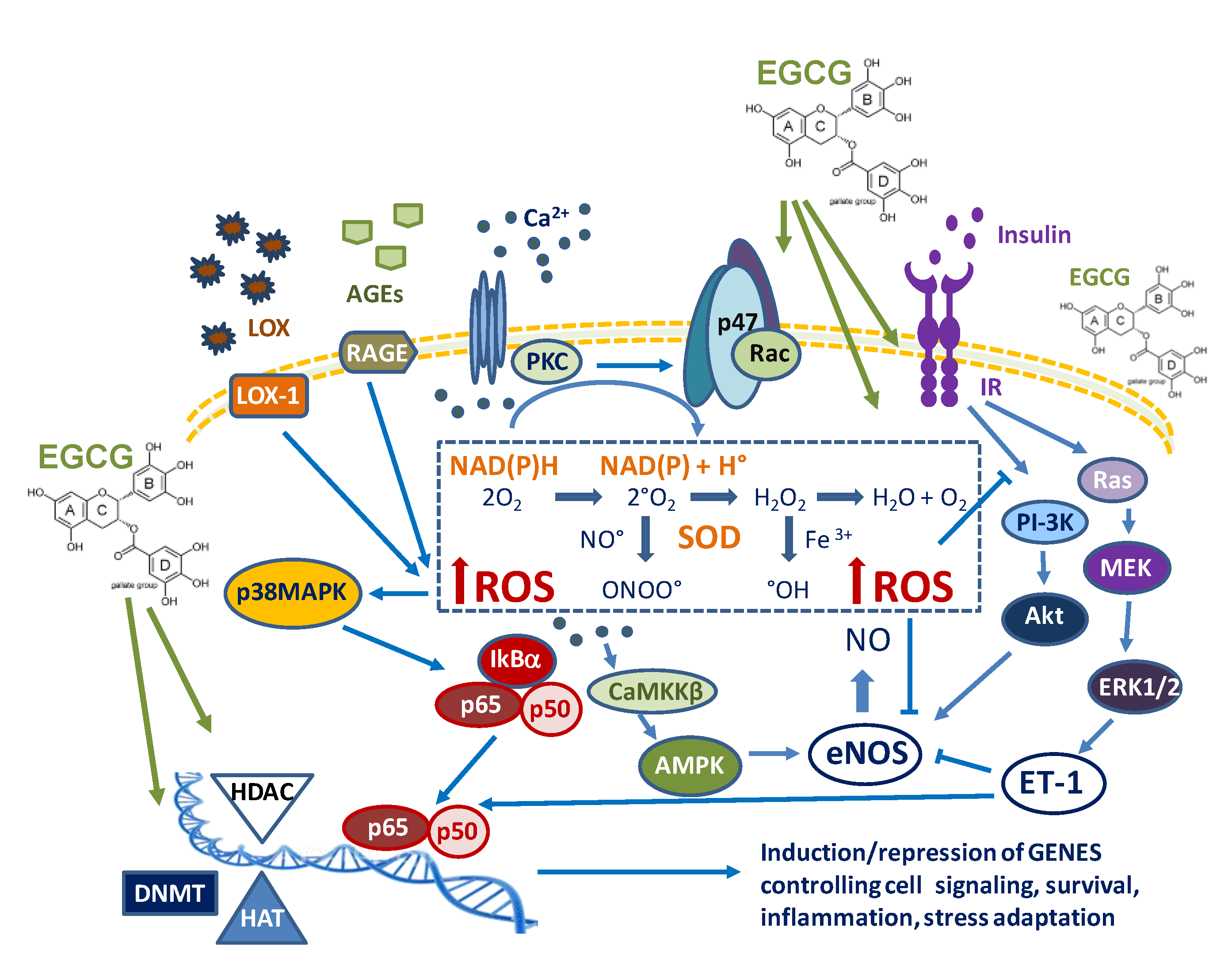 Molecules 25 03061 g003