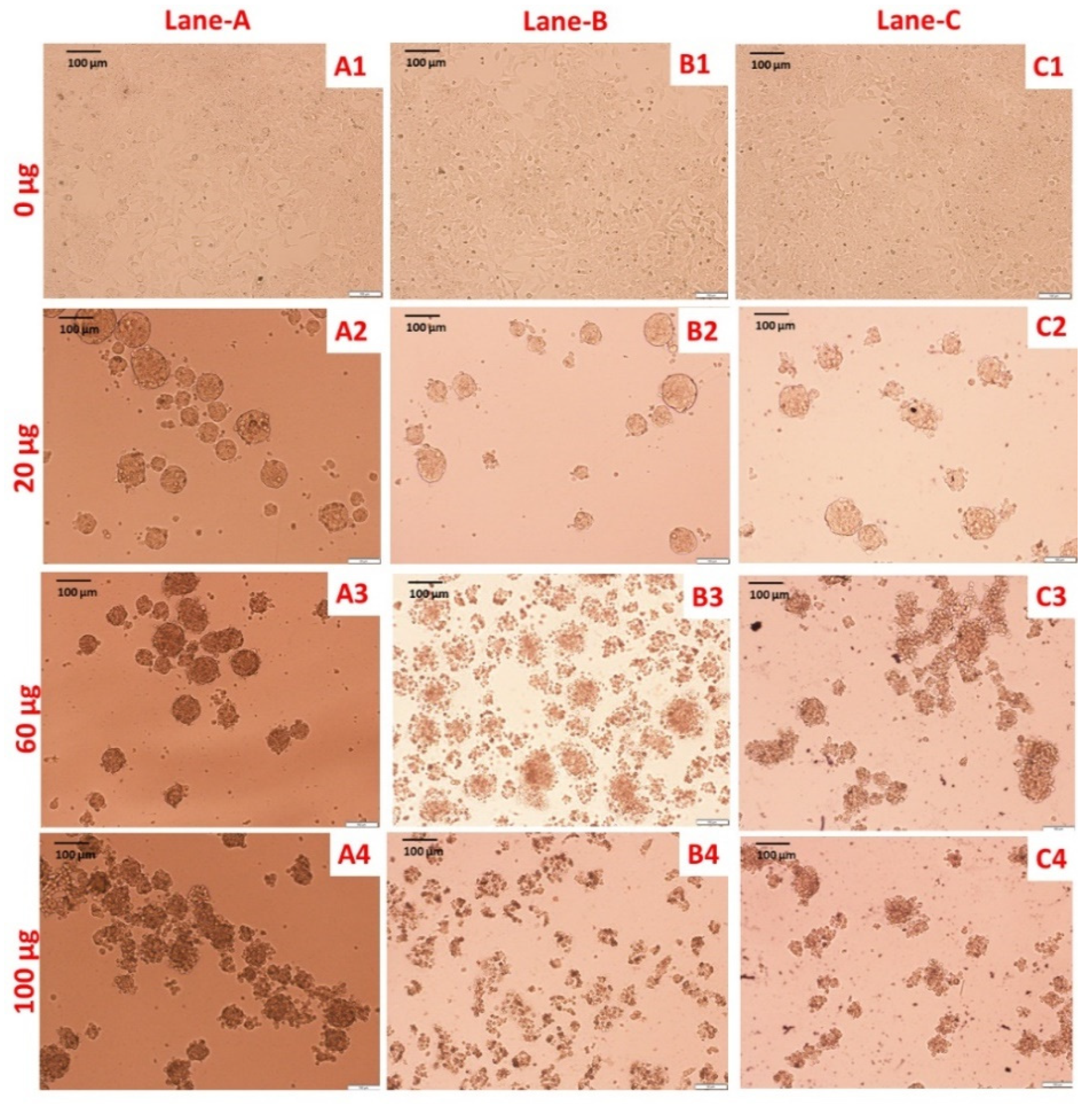 Molecules 25 03091 g007