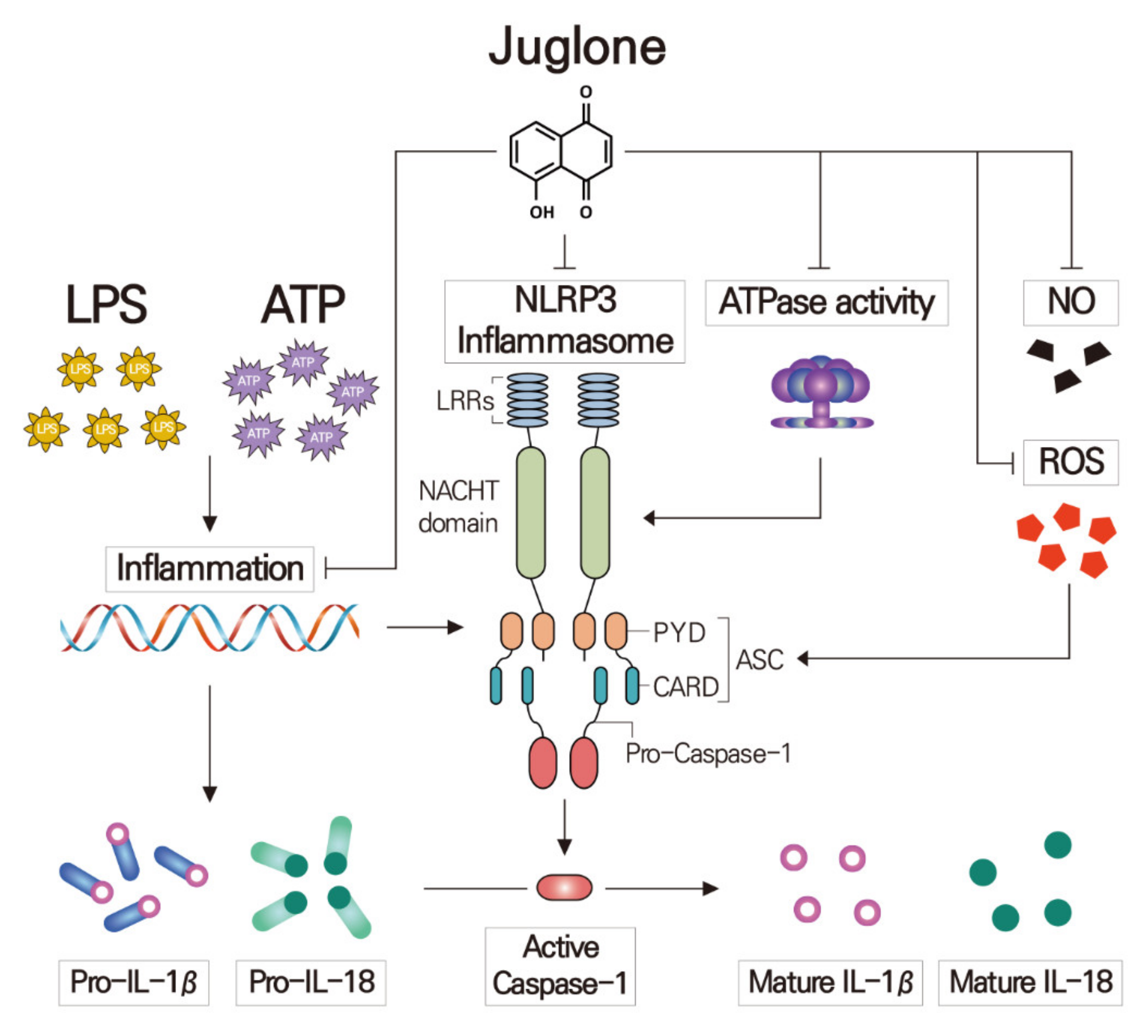 Molecules 25 03104 g006