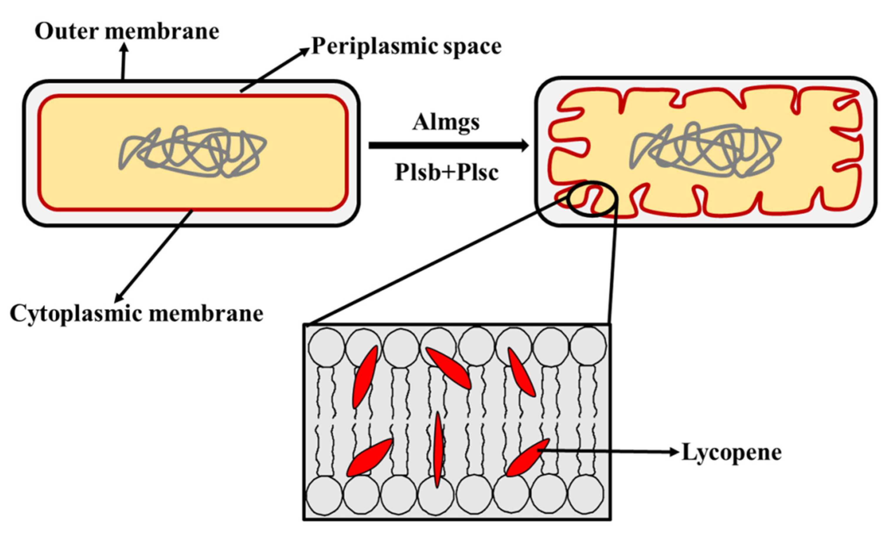 Molecules 25 03136 g003