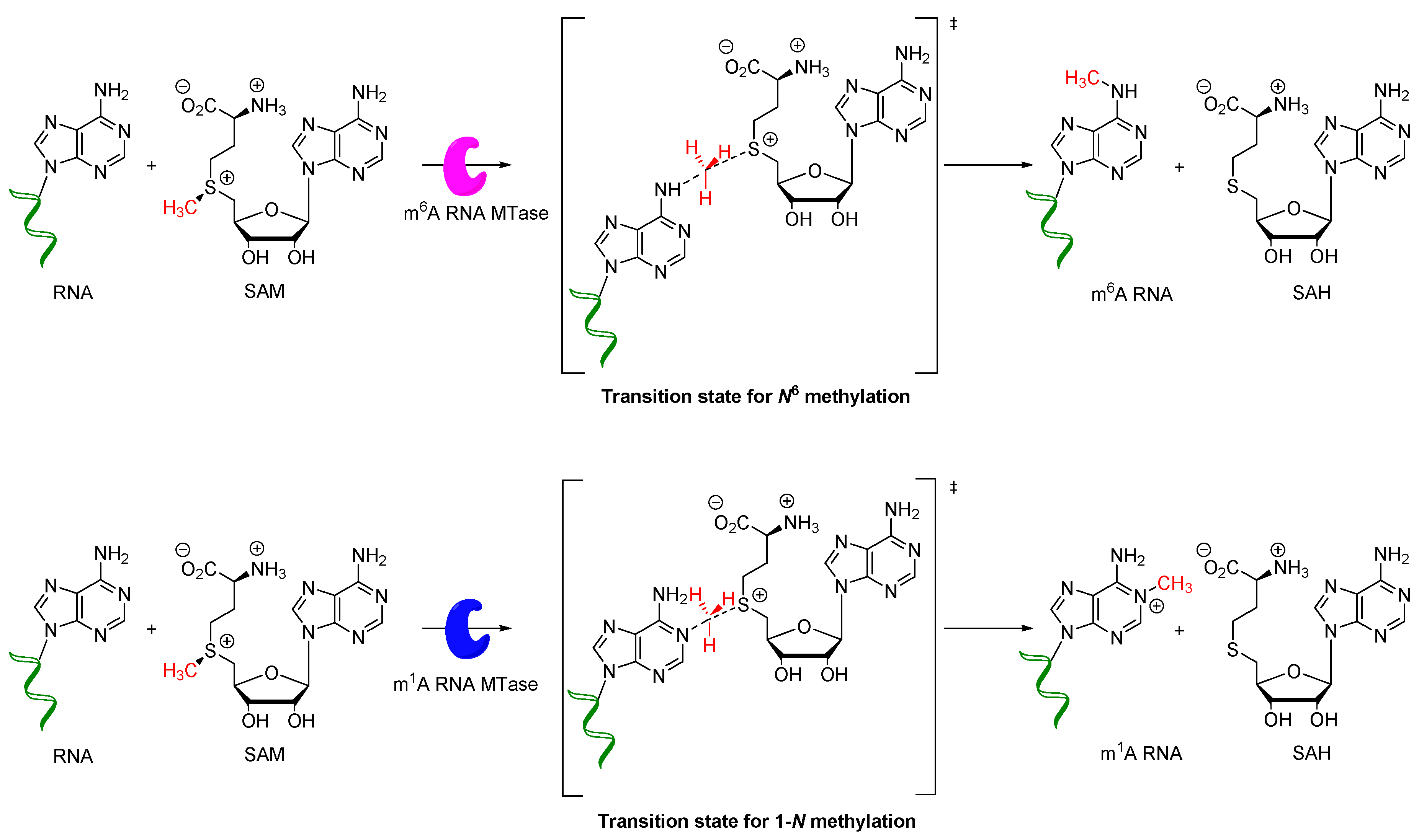 Molecules 25 03241 sch001