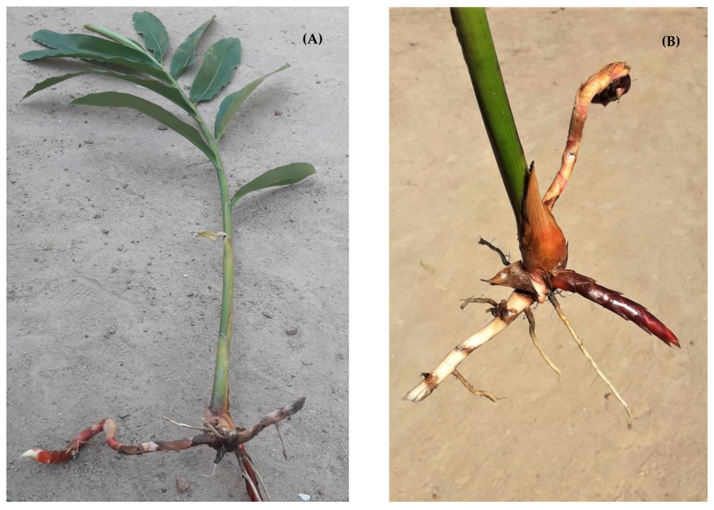 Molecules 25 03245 g001