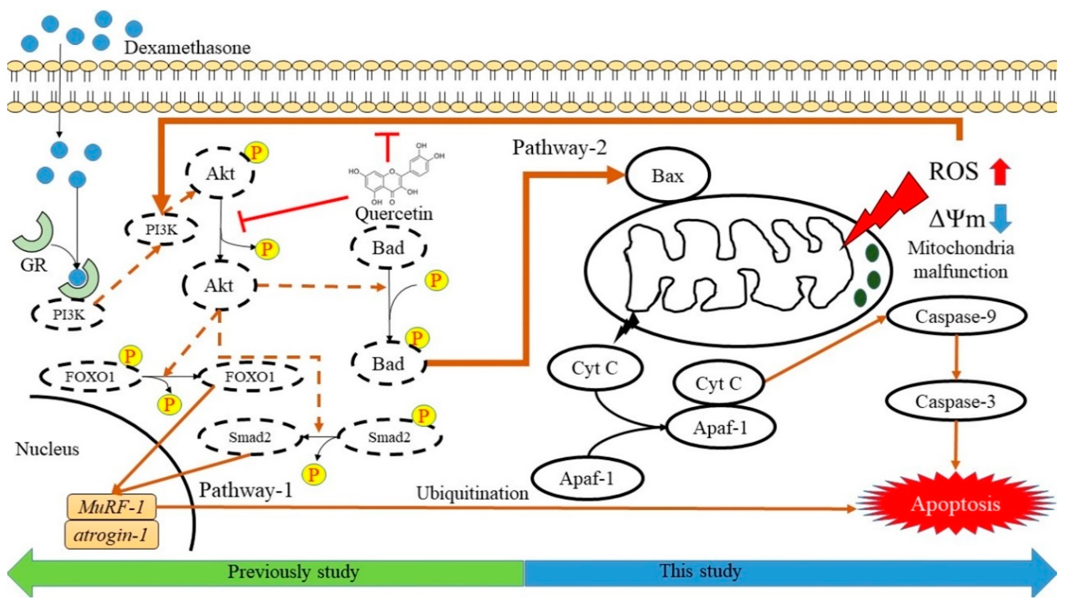 Molecules 25 03267 g006