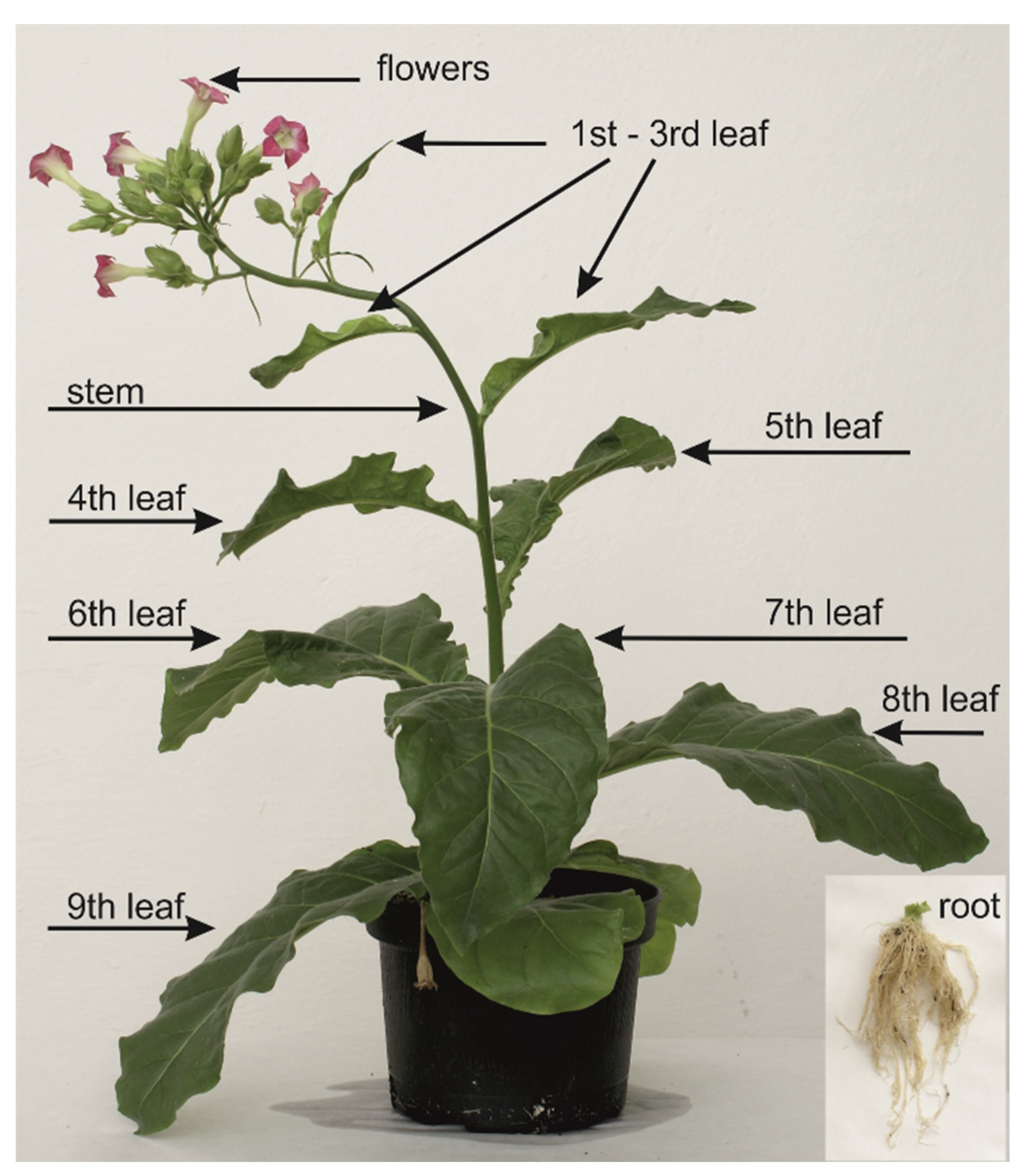 Molecules 25 03274 g007 Molecules 25 03274 g007