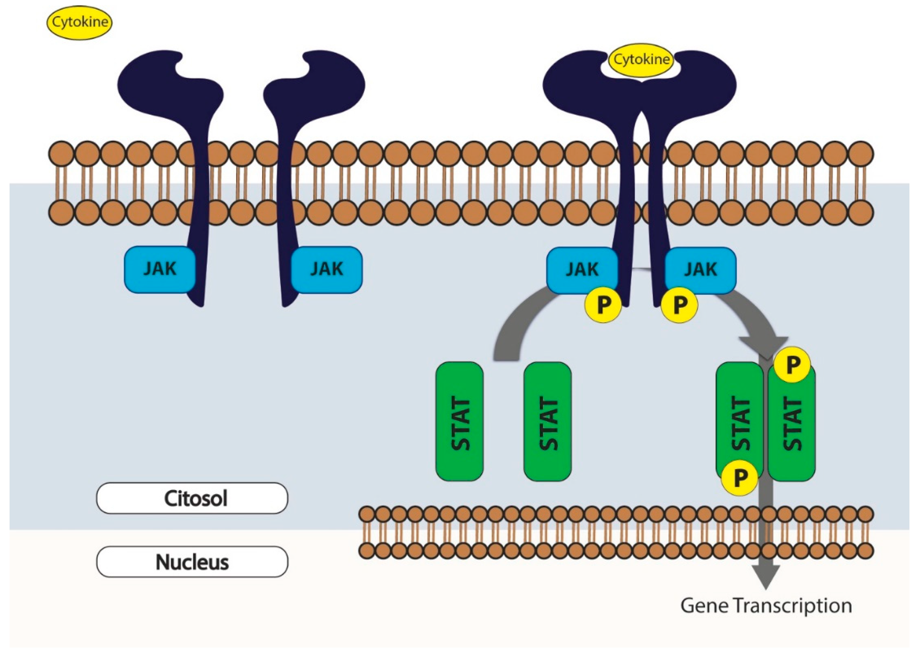 Molecules 25 03321 g007