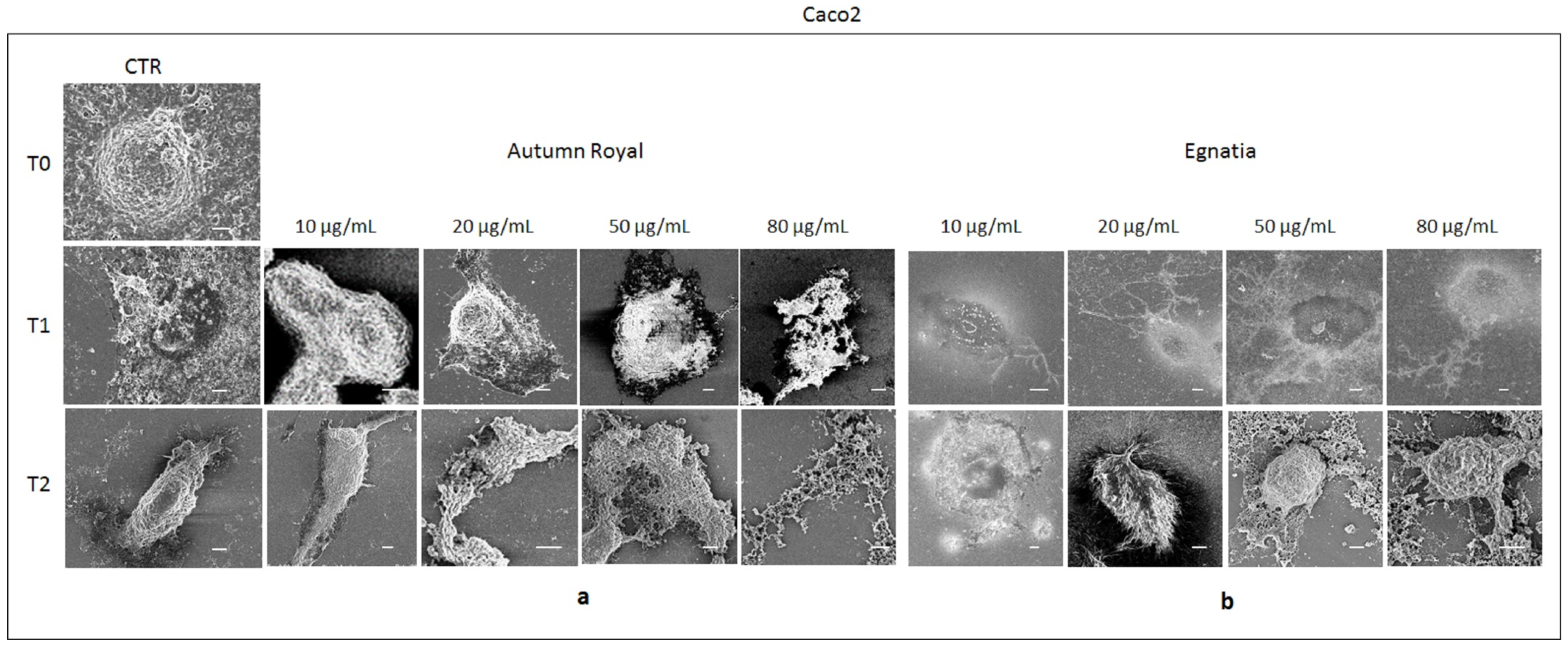 Molecules 25 03352 g004 Molecules 25 03352 g004