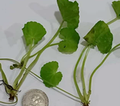 Molecules 25 03353 i001