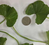 Molecules 25 03353 i002