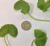 Molecules 25 03353 i003