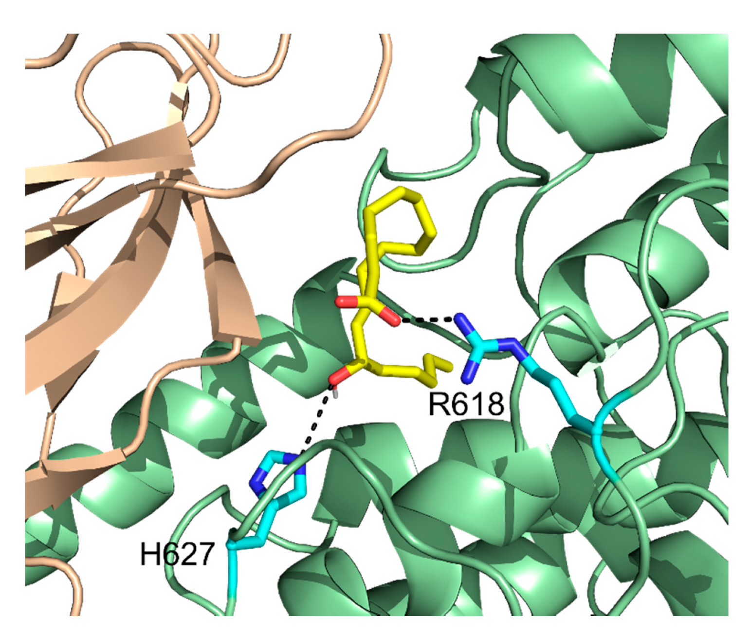 Molecules 25 03374 g010