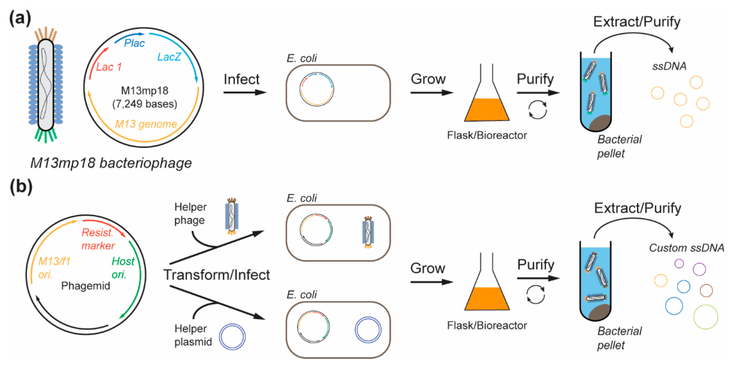 Molecules 25 03386 g002