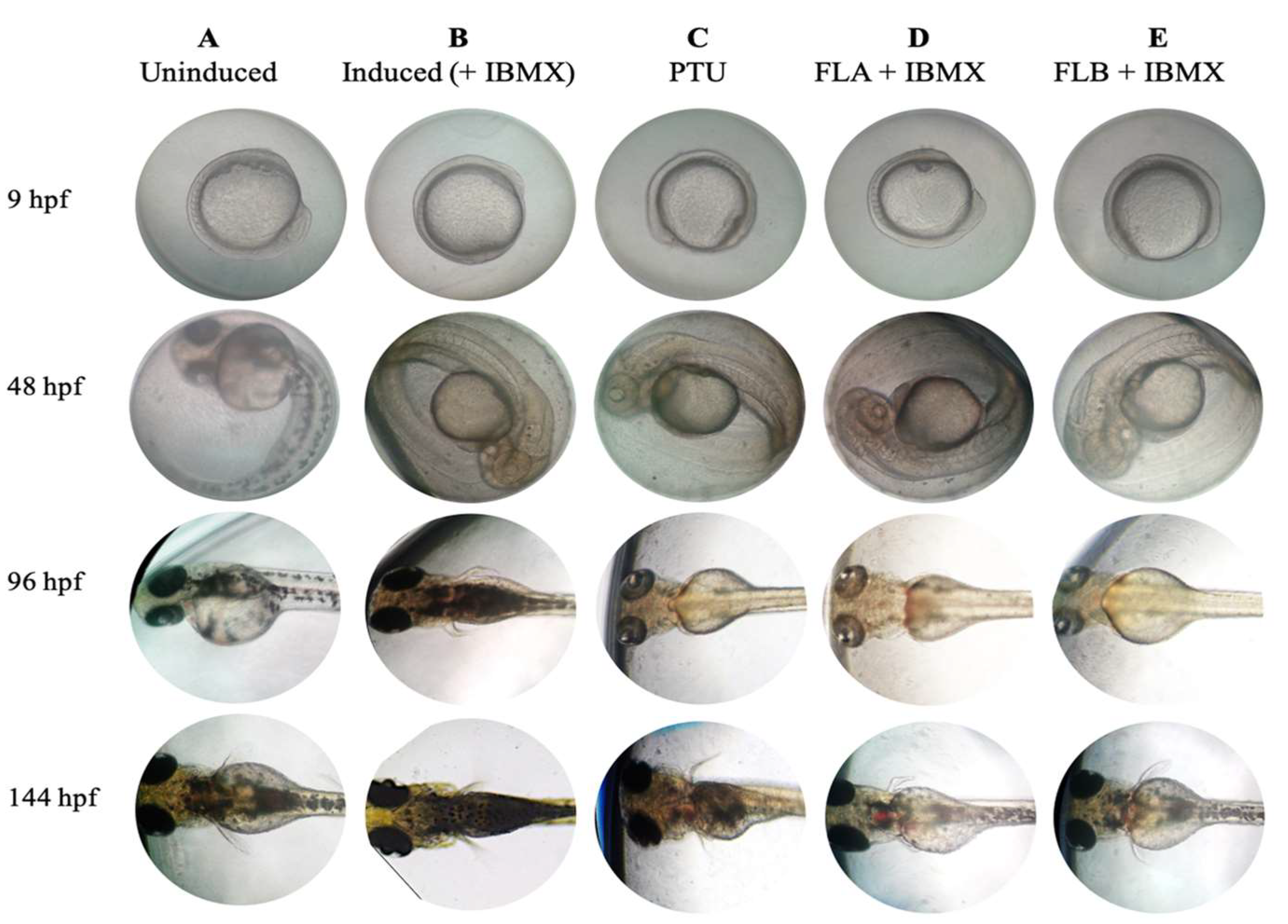 Molecules 25 03403 g006 Molecules 25 03403 g006