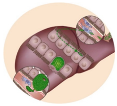 Molecules 25 03409 i001 Molecules 25 03409 i001